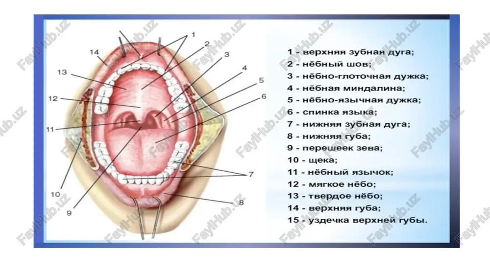 li malix follikulov. sobstvennaya plastinka slizistoy obolochki yazika vmeste s pokrivayushim ee epiteliem obrazuet vistupi — sosochki yazika razlichayut nitevidnie, gribovidnie, lis­tovidnie i jelobovatie sosochki yazika. sosochki yazika nitevidnie sosochki (papillae filiformes) — samie mno­gochislennie (do 500 na 1 sm2). oni raspolagayutsya na vsey poverxnosti spinki yazika, pokriti mnogosloynim ploskim orogovevayushim epiteliem, chto pridaet im belesovatiy ottenok. pri narushenii normalnogo ottorjeniya orogovevayushix cheshuek, naprimer pri patologii jeludochno-kishechnogo trakta, na yazike obrazuetsya beliy nalet — «oblojenniy» yazik. vozmojno intensivnoe ottorjenie narujnogo sloya epiteliya nitevidnix sosochkov na ogranichennom uchastke. takoe yavlenie poluchilo nazvanie deskvamatsii. nitevid­nie sosochki obladayut taktilnoy chuvstvitelnostyu. gribovidnie sosochki (papillae fungiformes) raspolagayutsya na bokovix poverxnostyax i konchike yazika. na spinke yazika ix menshe. gribovidnie sosochki imeyut xoroshee krovosnab­jenie. v silu togo, chto pokrivayushiy ix epitelialniy sloy ne orogovevaet, oni viglyadyat kak krasnie tochki. v gribovid­nix sosochkax zalojeni vkusovie pochki (lukovitsi). listovidnie sosochki (papillae foliatae) raspolagayutsya na bokovoy poverxnosti yazika i …