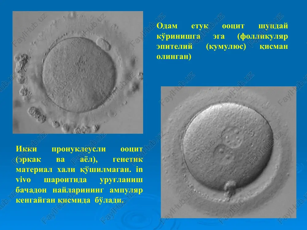 odam embriologiyasi - Page 4