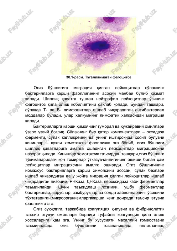 sm). ular mikroorganizmlar, boshqa hujayra va zarrachalarni qamrab olib‚ ularni lizosomalaridagi proteaza‚ peptidaza‚ nukleaza‚ fosfotaza‚ lipaza‚ karboksilaza kabi fermentlari yordamida parchalaydi. bundan tashqari, neytrofil fagotsitlar proteolitik fermentlar, elastazalar, d va e katepsinlarni ajratadi‚ shilliq pardaning chandiqli o'zgarishlarini rezorbtsiyasida qatnashadi va immun birikmalarni kapillyarlarning bazal membranasiga birikishini ta'minlaydi. 30.1-rasm. tugallanmagan fagotsitoz og'iz bo'shlig'iga migratsiya qilgan leykotsitlar so'lakning bakteriyalarga qarshi faolligining asosiy manbai bo'lib xizmat qiladi. shilliq qavatga tushgan neytrofil leykotsitlar o'zining fagotsitoz qila olish qobiliyatini saqlab qoladi. bundan tashqari, so'lakda t- va v- limfotsitlar ishlab chiqaradigan antibakterial moddalar bo'ladi, ular halqumning limfatik halqasidan migratsiya qiladi. bakteriyalarga qarshi himoyaning gumoral va hujayraviy omillari o'zaro uzviy bog'liq. so'lakning bir qator komponentlari – oksidaza fermenti, so'lak kallikreini va uning ishtirokida hosil bo'luvchi kininlar – kuchli xemotaksik faollikka ega bo'lib, og'iz bo'shlig'i shilliq qavatlariga amalga oshadigan leykotsitlar migratsiyasini nazorat qiladi. kininlar xemotaksik ta'sirdan tashqari,og'iz bo'shlig'i to'qimalaridagi qon tomirlar o'tkazuvchanligining oshishi bilan ham leykotsitlar migratsiyasini amalga …