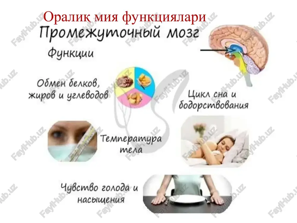 o'q. limbik sistema (eski po'stloq) – katta yarim sharlarning medio – bazal qismida joylashgan nerv tuzilmalari (bodomsimon kompleks, gipokamp, belbog' pushta) bu tuzilmalarning funktsiyalari yaxshi differentsiallashmagan (vegetativ, xayotni, turni saqlash). lekin ular somatovegetativ integratsiyada ishtirok etadi. katta yarim sharlar – tashki muxit bilan o'zaro aloqada organizm faoliyatini bir butunligini ta'minlovchi mns ning yuqori qismidir. katta yarim sharlarda kulrang modda (1-3mm, 1500m2, 18mlrd) yarim sharlarni qoplaydi. yarim sharlarning xamma qismlari xar xil a'zolarning funktsiyalari uchun javobgar. miya po'stlog'ida sensor va motor zonalar mavjud (rasm). ularning jaroxati ma'lum bir a'zolar, sistemalar funktsiyasining buzilishi bilan boradi. po'stloqqa neyronlar va sinapslarning doimiy elektrik faolligi xarakterli (eeg) kyap da elektrik xodisalar. eeg α ritm, 8 – 13 gts. 50 mkv - tinch xolatda β ritm 13 gts yuqori 14 – 30gts 20 – 25mkv - sensor stimulyatsiyada, emotsional qo'zg'alishda teta ritm 4 – 8 gts, 100 – 150 mkv – chuqur uyqu fazasida uzoq emotsional …