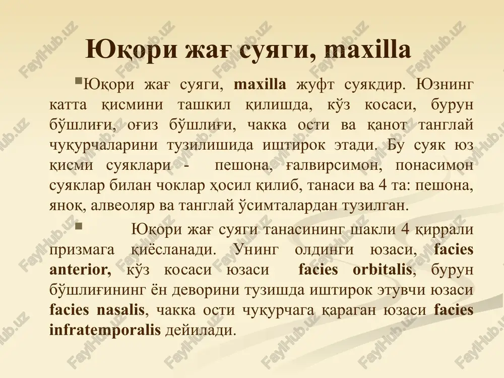 ak bo'lib, to'rtburchak shakldagi plastinkadan iborat. g'alvirsimon suyakning perpendikulyar plastinkasi bilan burun to'sig'ining orqa qismini tashkil qiladi. til osti suyagi, os hyoideum til osti suyagi, os hyoideum, egilgan taqasimon shakldagi suyakdir. til osti suyagi bo'yin sohasi muskullari o'rtasida joylashgan. suyakning tanasi, corpus, katta va kichik shoxlari cornua majora et cornua minora bor. ular muskul paylari va boylamlar birikishi uchun xizmat qiladi. e'tiboringiz uchun raxmat !