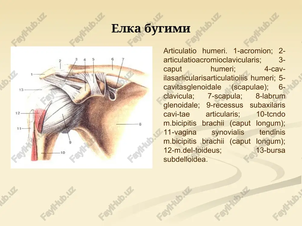 ilindrik bo'g'im bilak suyagining circumferentia articularis radii va incisura radialis ulnae orasida shakllanadi. bo'g'imning kapsulasi orqadan tirsak chuqurchasining 2/3 qismini egallab, oldindan tojsimon va bilak chuqurchalarini qamrab oladi. tirsakda incisura trochlearis ga, bilakning bo'yniga yopishadi. bo'g'im quyidagi boylamlar bilan: lig. collaterale ulnare, lig. collaterale radiale, lig. annulare radii bilan mustahkamlanadi. tirsak bo'g'imida frontal o'q atrofida bukish-yozish, vertikal o'q atrofida pronatsiya, supinatsiya ya'ni ichkariga va tashqariga buralish harakatlari ro'y beradi. proksimal bilak-tirsak bo'g'im, distal bilak-tirsak bo'g'imi bilan hamkor kombinirlangan bo'g'im hisoblanadi. distal bilak tirsak bo'g'imi tirsak suyagi boshchasining circumferentia articularis va bilak suyagining incisura ulnaris oralig'ida hosil bo'ladi. bu bo'g'imda ham bo'g'im diski, discus articularis bo'lib, tsilindrik bo'g'imlar toifasiga kiradi. vertikal o'q atrofida pronatsiya va supinatsiya harakatlari bajariladi. tirsak bilak suyaklari proksimal va distal bo'g'imlaridan tashqari, membrana interossea yordamida birlashgan. ikki suyaklar orasidagi qalin fibroz parda bo'lib, asosan unga muskullar yopishadi. uning yuqori qismida arteriya o'tadigan teshikchasi bor. bilak kaft usti …