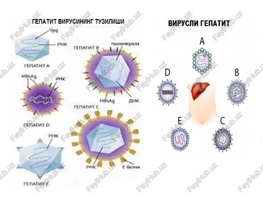 -ag, hbe-ag, hbs-ag hbx-ag genomi:2 ipli dnk –zanjir xalqasimon. gepatit v ko'paytirish gepatit v virusi hujayra kulturalarida va tovuq embrionlarida ko'paymaydi. chidamliligi gepatit v virusi tashqi muhit omillariga chidamli 600s qizdirilganda bir necha soatda, qaynatilganda 15–20 daq.so'ng o'ladi dez. moddalarga chidamli. ub nur ta'sir ettirilganda va –200s da saqlanganda virus yuqish va antigenlik xossalarini saqlab qoladi kasallikning patogenezi gepatit v ning manbai bemor va virus tashib yuruvchilar hisoblanadi. odam uchun 0,001 ml plazma yoki biologik suyuqliklarda miqdor yuqumli hisoblanadi. yashirin davri uzoq, 30 kundan 180 kungacha. kasallik og'ir kechadi, jigarning o'tkir distrofiyasi 6–15% hollarda surunkalikka o'tadi. jigarda birlamchi o'sma kasalligining rivojlanishi kuzatiladi. ba'zida kasallik simptomsiz infektsiya ko'rinishda ham kechishi mumkin bemorlar qonida hbsa ni uzoq vaqtgacha aniqlasa bo'ladi. immuniteti. bemor sog'ayganidan so'ng nisbatan turg'un immunitet hosil bo'ladi. gepatit v virusiga qarshi nvs- va hbs- antitelolar 50% bemorlarda topiladi. hbs-antigenga qarshi, asosan, protektiv antitelolar sintez qilinadi gepatit v viruslarini laboratoriya tashxisi …