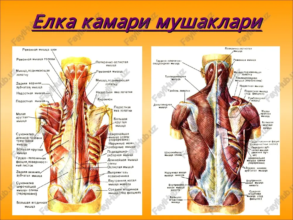 ntermusculare brachii laterale dan boshlansa, medial boshi, sarit mediale shu egatning pastki chetidan va lateral va medial muskullararo to'siqdan boshlanadi. muskulning distal qismida hosil bo'lgan pay, tirsak suyagining olecranon o'sig'iga yopishadi. vazifasi: tirsak bo'g'imini yozadi. uzun boshchasi elkani yozadi va yaqinlashtiradi. m.anconeus tirsak muskuli, kichkina, uchburchak shaklidagi muskuldir. o'zining proksimal cheti bilan uch boshli muskulga tegib turadi. elka suyagining epicondylus lateralis va lig. collaterale radiale dan boshlanib, tirsak suyagining proksimal qismining orqa yuzasiga yopishadi. vazifasi: elkaning uch boshli muskuli bilan bir xil. elkaning orqa guruh mushaklari elkaning uch boshli mushagi (m. triceps brachii) boshlanishi: uzun boshi kurak suyagi bo'g'im osti bo'rtig'idan, medial va lateral boshi elka suyagi tanasidan birikishi: tirsak suyagi olekranon o'simtasi elkaning uch boshli mushagi (m. triceps brachii) funktsiyasi: bilakni yozadi, elkani orqaga tortadi, elkani tanaga yaqinlashtiradi. tirsak mushagi (m. anconaeus) boshlanishi: elka suyagi lateral do'ngligidan birikishi: tirsak suyagi funktsiyasi: bilakni yozadi bilak mushaklari 2 guruhga bo'linadi: oldingi …