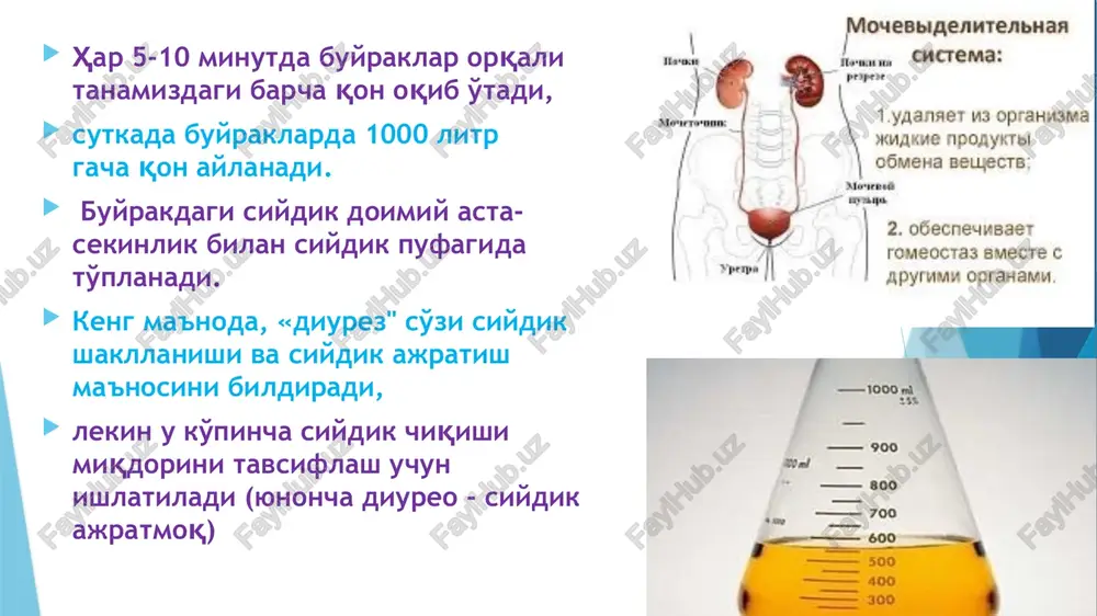 v yo'llari kasalliklarida eng ko'p kuzatiladigan belgilardan biri. poliuriya (yunoncha poli - ko'p, uron - siydik) sutkalik siydiq miqdori 2000 ml dan oshishi. quyidagi hollarda kuzatiladi. fiziologik - sutkalik suyuqlik iste'moli ortib ketganda, xomiladorlik va kuchli stress xolatlarida. shish, ekssudat, transsudatlarning so'rilishida. o'tkir nefrit va pielonefritda qandli diabetda surunkali buyrak etishmovchiligida poliuriyada doimiy ravishda chanqoqlik va suvga tashnalik kuchli bo'ladi. oligouriya (yunoncha oligo – kam, uron - siydik) sutkalik siydikni 500 ml va undan kam ajralishi. bu quydagi xolatlar kuzatiladi: fiziologik – suyuqlik qabul qilish cheklanganda, ko'p terlashda, jismoniy zo'riqishlarda o'tkir va surunkali nefritlarda yurak etishmovchiligi kuyish kasalligi (shok bosqichida) buyrak zaxarlanishlarida turli etiologiyali shoklarda qorin bo'shlig'i o'smalarida va kichik chanoq a'zolari o'smalarida anuriya (yunoncha an – yo'q, uron – siydik) siydik ajralishi to'xtashi hisobiga siydik pufagiga siydik tushmasligi (200 ml / sutka va undan kam). anuriya buyrak etishmovchiligida (buyrakka aloqador) arterial bosim tushib ketishi (buyrakdan tashqari anuriya), siydikning ajralishiga …