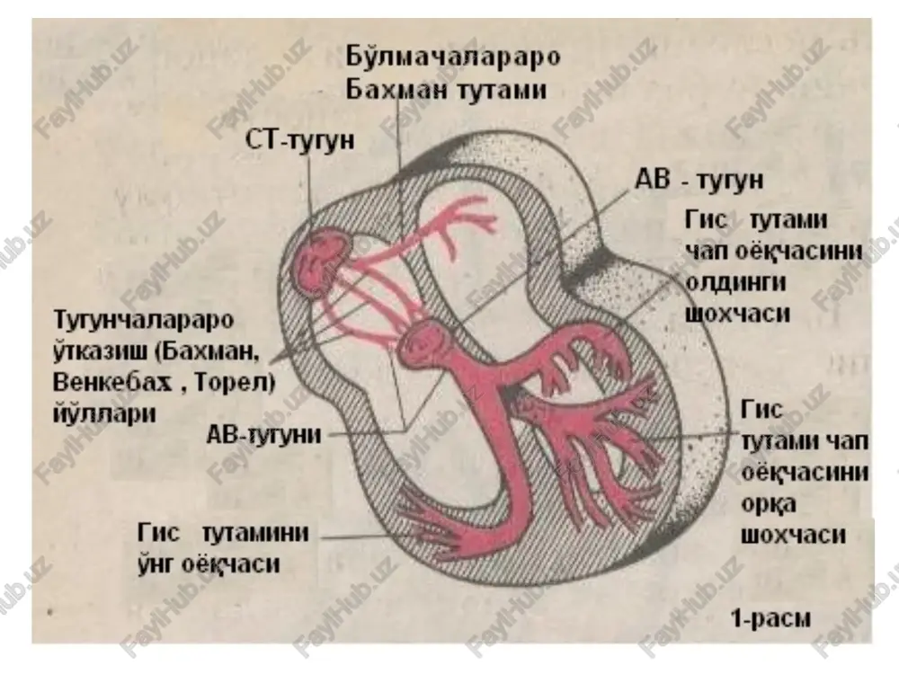 o'tkazuvchanlikning buzilishi sinoatrial blokada; bo'lmacha ichi (bo'lmachalar aro) blokadasi; antrioventrikulyar blokada: a) i daraja; b) ii daraja; v) iii daraja (to'liq). qorinchalar ichi (gis tutami) blokadasi: a) bitta shoxcha (monofastsikulyar); b) ikki shoxchali (bifastsikulyar); v) uchta shoxchali (trifastsikulyar); 5. qorinchalar asistoliyasi. 6. qorinchalarning vaqtidan oldin qo'zg'alishi: a) volf-parkinson-uayt sindromi (wpw); b) r-q intervalini qisqarish sindromi (clc). iii. kombinatsiyalangan (qo'shilgan) ritm buzilishlari 1. parasistoliyalar; 2. chiqish blokadalari bilan kuzatiluvchi ektopik ritmlar; 3. atrioventrikulyar dissotsiatsiya. impuls xosil bo'lishining buzilishi sinusli taxikardiya – sinusli ritm saqlangan holda, yurakning qisqarishlar sonini bir daqiqada (sekin – asta) 90 tadan 150 – 180 gacha ko'payishi sinusli taxikardiya deb ataladi. u impatik tonusni oshishi (katexolaminlar ishlab chiqarish va ular ta'siri), adashgan nerv faoliyatining pasayishi hamda to'g'ridan – to'g'ri st hujayralariga ta'sir (gipoksemiya, atsidoz, intoksikatsiya va infektsiya) natijasida birinchi tartibdagi ritm boshqaruvchisining avtomatizmi oshishi bilan bog'liq. sinusli taxikardiya ekg-belgilari: ritm sinusli, yuus bir daqiqada 90-160 (180-200) ta. r-r …