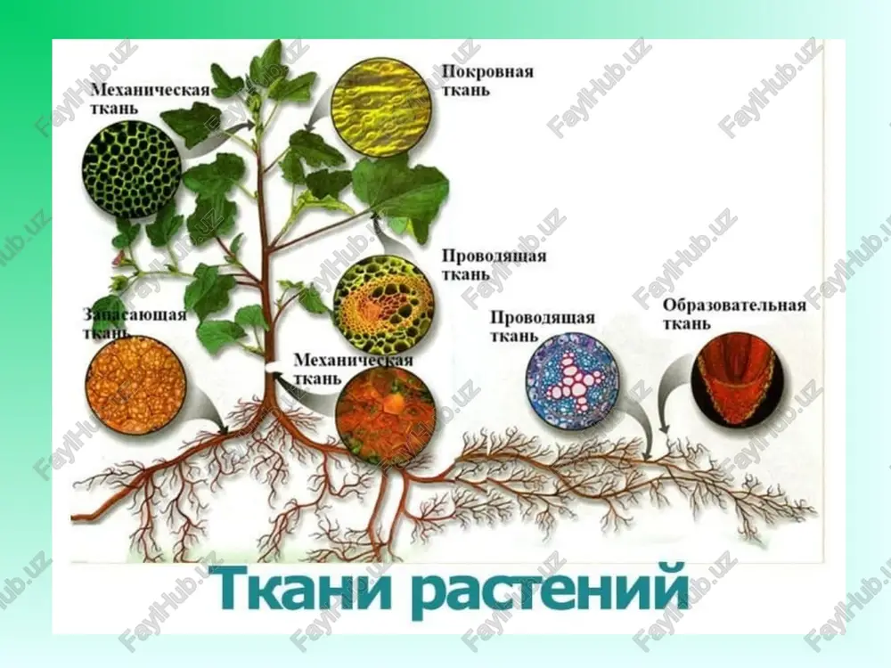 in va hci tomizib, preparat tayyorlanadi. ikkinchisiga yodning kaliyli eritmasi tomizilib, preparat tayyorlanadi. birinchi preparat mikroskopda kuzatilganda, qizg'ish rangga kirgan sklerenximaning aylana shaklda joylashganligi, uning ichida ancha katta parenxima hujayralaridan iborat, o'zak ichida kollateral bog'lamlar joylashganligi ko'rinadi. poya sirt tomondan qalin kutikula va ko'p sonli og'izcha apparati mavjud epiderma bilan qoplanganligini aniq ko'rish mumkin. mikroskopning kattalashtirib ko'rsatadigan ob'ektivida birlamchi po'stning asosiy qismi xlorenximadan iborat bo'lib, u po'stning parenxima hujayralaridan shakllangan sklerenxima bilan yonma–yon joylashgan ichki qatlami endodermani ko'rish mumkin. uning hujayralarida, odatda kraxmal saqlanadi. shundan so'ng, markaziy tsilindrning tuzilishi kuzatiladi. sklerenxima xalqasining doirasini asosiy to'qima to'liq egallagan bo'lib, uning ichida o'tkazuvchi nay bog'lamlari tartibsiz joylashgan. o'tkazuvchi nay bog'lamlari faqat ksilema va floemadan iborat bo'lib, ularda kambiy qatlami yo'q, shunday ekan ular yopiq naylardir. poyaning eskirgan (qarigan) qismida o'tkazuvchi nay bog'lamlarini sklerenxima o'rab turadi. shunday qilib, poyaning birlamchi tuzilishida markaziy tsilindr va birlamchi po'st farqlanadi. ammo ildizda markaziy tsilindr po'stga nisbatan …