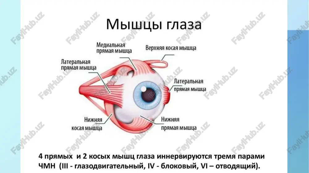 na terisiga boradi va dumaloq mushakka shoxlar beradi. ko'z yosh arteriya ko'z kosasi arteriyaning boshlang'ich ravog'idan chiqib, ko'zning tashqi va yuqori to'g'gri mushaklari orasidan o'tadi, ko'z yosh bezni qon bilan ta'minlaydi va yuqori va pastki qovoqlarning tashqi qismlariga shoxlar beradi. g'alvir arteriya shoxlari qonni yuqori va pastki qovoqlarning ichki qismlariga olib keladi. shunday qilib, ko'z qovoqlari chakka tomondan ko'z yosh arteriyadan keladigan shoxlari, burun tomondan esa g'alvir arteriyadan qon bilan bilan ta'minlanadi. ko'z qovoqlarining erkin qirralari bo'ylab bir-biriga qarab yurib, ular teri osti arterial ravog'larini hosil qiladi. konyunktiva qon tomirlariga boy. shoxlar yuqori va pastki qovoqlarning arterial yoylaridan chiqib, ko'z qovoqlarining kon'yunktivasini va o'tuvchi burmalarini qon bilan ta'minlaydi, so'ngra ko'z olmasining kon'yunktivasiga o'tadi va uning yuzaki tomirlarini hosil qiladi. sklera kon'yunktivasining perilimbal qismi mushak tomirlarining kengayishidan bo'lgan oldingi kiprikli arteriyalardan qon bilan ta'minlanadi. xuddi shu tizimdan shox parda atrofidagi episklerada joylashgan kapillyarlarning zich tarmog'i, shox pardani oziqlantiruvchi marginal halqali tarmoq …