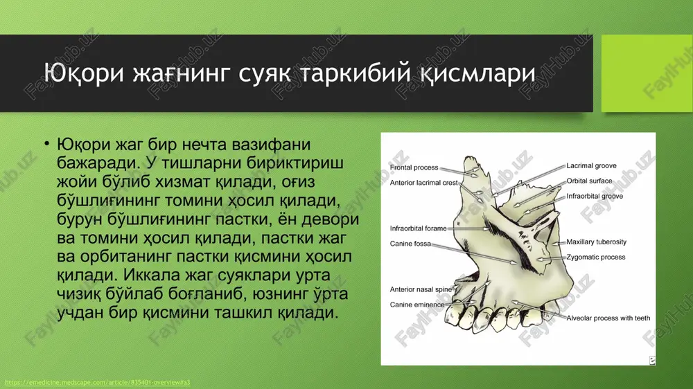 ismining kuch tuzilmalari. bosh suyagining yuz qismida yuzni qo'llab – quvvatlovchi bir qator tuzilmalar-yuz skeletini mustahkamlovchi tayanchlar mavjud (kontrfors). tayanchlar pastki jag harakatlanayotganda yuzaga keladigan mexanik zarbalar va chayqalishlar kuchini sezilarli darajada zaiflashtiradi. kontrfrslar:1)yanok; 2) peshona-burun; 3) qanot-tanglay. 22 yuzning tayanch kontrforslari yanok kontrforsi peshona-burun kontrforsi kanot-tanglay kontrforsi 23 yuqori jag'dagi qarshilik chiziqlari: 1 – birinchi liniya 3 – uchinchi liniya 2 – ikkinchi liniya 24 pastki jagni nozik joylari(sinish joylari): pastgi jag tanasining urtasidan ketgan vertikal chizik iyak osti teshigi soxasi bugim usimtasi buinchasi soxasi pastgi jag kirgogi va uchinchi katta ildiz tishni chukurchasi soxasidagi burchag 25 insonning yuz ko'rsatkichlaridagi yoshga bog'liq o'zgarishlar. yillardagi yosh raqamlar bilan ko'rsatilgan a – balandlik chizig'i (iyak dumbogi-burun asosi) yangi tug'ilgan chaqaloqda bu yanok suyaklarning old yuzasi orasidagi masofaning yarmi. yuz ko'rsatkichi: (balandlikning kenglikka nisbati x 100) tashkil kiladi: – yangi tug'ilgan chaqaloqda 62,8 – bir yoshli, 78.0 - olti yoshli 89,6 - …