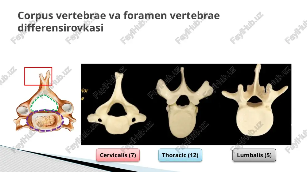 narvonsimon mushak(m.scalenius anterior) b)o’rta narvonsimon mushak(m.scalenius media) c)orqa narvonsimon mushak(m.scalenius posterior) bu narvonsimon mushaklar faoliyati i,ii qovurg’alarni ko’tarib,ko’krak qafasini kengaytiradi. bo’yinning chuqur mushaklari. 1.bo’yinning uzun mushagi(m.longus colli)-3qismi bor:vertical qismi, ustki qiyshiq qismi,pastki qiyshiq qismi.faoliyati:umurtqa pog’onasining bo’yin qismini oldinga bukadi.bir tomonlama qisqarsa, bo’yinni o’z tomoniga bukadi. 2.boshning uzun mushagi(m.longus capitis)- boshni oldinga bukadi.bir tomonlama qisqarsa boshni o’z tomoniga bukadi. 3.boshning oldingi to’g’ri mushagi(m.rectus capitis anterior)- boshni oldinga bukadi, bir tomonlama qisqarsa, boshni o’z tomoniga bukadi. 4.boshning yon tarafidagi to’g’ri mushagi(m.rectus capitis lateralis)- boshni yon tomonga bukadi. bo’yinning medial guruh mushaklari i-ii bo’yin umurtqalari va ensa suyagi orasidagi mushaklar ensa osti mushaklari(m.suboccipitalis) deyilib,ularga: 1.kallaning katta to’g’ri mushagi(m.rectus capitis posterior major)- boshni orqaga tortadi,bir tomonlama qisqarsa, boshni o’z tomoniga buradi. 2.kallaning kichik to’g’ri mushagi(m.rectus capitis minor)- boshni orqa va yon tomonga tortadi. 3.kallaning yuqori qiyshiq mushagi(m.obliquus capitis superior)-ikki tomonlama qisqarsa, boshni orqaga, bir tomonlama qisqarsa, o’z tomoniga bukadi. 4.kallaning pastki qiyshiq mushagi(m.obliquus capitis …