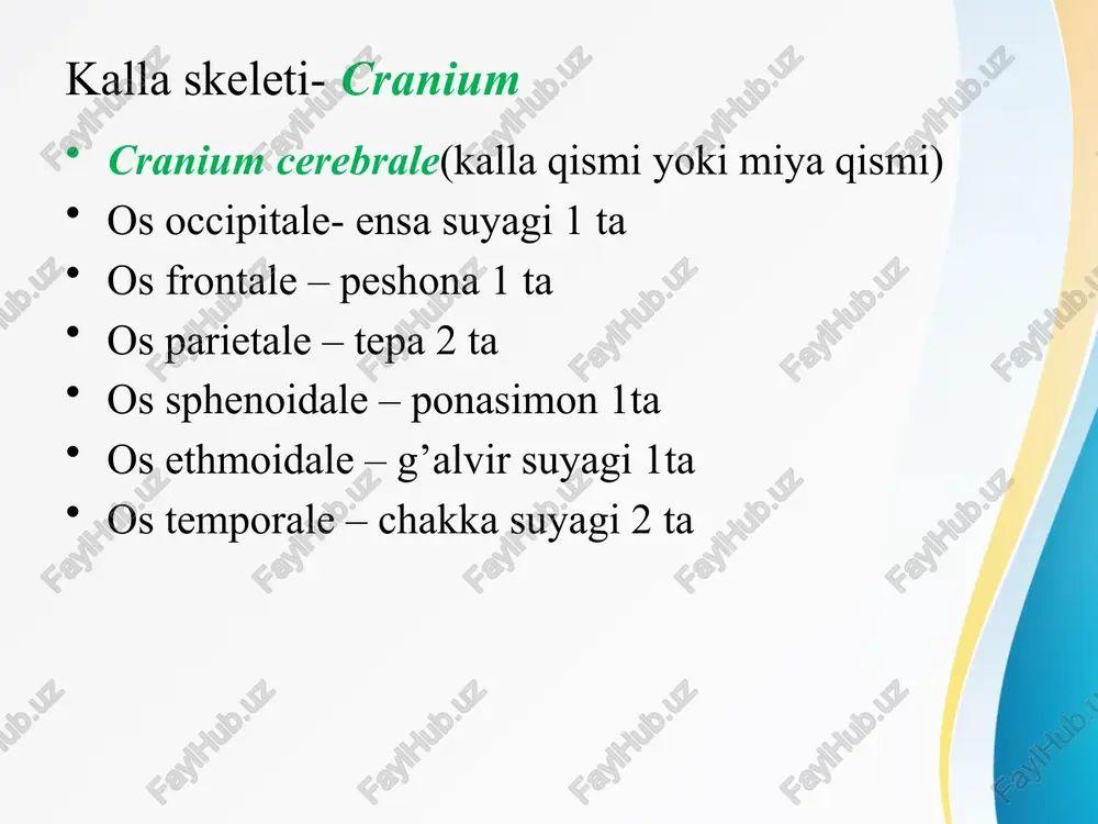 iklar. canalis opticus- bundan nervus opticus va arteria oftalmica fissura orbitalis superior- bundan 4ta nerv o’tadi. 3 shoxli nervning 1-shoxi n.oftalmicus n.occulomotorius- iii juft nerv n.trochlearis- iv juft nerv n.abducens- vi juft nerv foramen rotundum- 3 shoxli nervning 2 shoxi- n.maxillaris foramen ovale- 3 shoxli nervning 3 shoxi- n.mandibularis. foramen spinosum- qirrali teshik bo`lib, bundan arteria meningea media o’tadi foramen lacerum- yirtiq teshik bundan n.petrosus major va n.petrosi profundus n.chordae, arteria stapedius ponasimon suyak tanasining burun bo’shlig’iga qaragan yuzasida crista sphenoidalis bo`lib, bu burun to’sig’ini hosil qilishda qatnashadi. chakka suyagi- os temporale juft suyak bo`lib, 3 ta qismi va 1 ta o’sig’i bor. qismlari: pars squamosa, pars petrosa, pars tympanica. o’sig’i: processus mastoideus-bunga musculus sternocleidomastoideus kelib birikadi. yana bir o’sig’i- processus styloideus- bigizsimon o’siq- bundan 3 ta muskul boshlanadi. ---m.styloglossus ---m.stylohyoideus ---m.stylopharengeus yuqoridagi 3ta qism o’rtasida 3 ta yoriq- fissura mavjud. ---fissura petrosquamosa ---fissura petrotympanica ---fissura tympanomastoidea ---fissura tympanosquamosa 1. …
