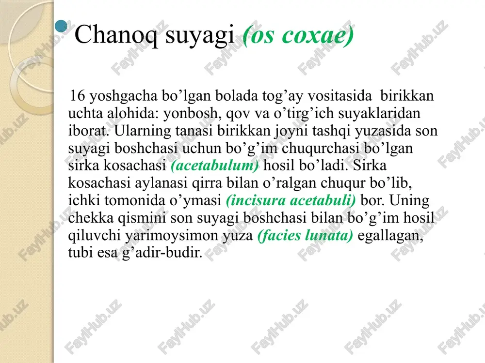 ndulus lateralis) bor. do’ngsimon o’simtalarning oldingi yuzalari o’rtasida tizza qopqog’i yuzasi (facies patellaris) bor. har bir do’ngsimon usti tepachasi sohasida chiziqlar (linea supracondularis medialis et linea supracondularis lateralis) bo’ladi. tashqi do’ngsimon usti tepachasi sohasida taqim egati (sulcus popliteus) joylashgan. chanoq -son bo`g`imi — art. coxae (articulatio coxofemoralis) bu bo'g'im chanoq suyagidagi sirka kosachasi acetabulum chuqurchasi bilan son suyagining boshchasi orasida hosil bo'ladi. bo'g'im kapsulasi sirka kosachasining atrofidan boshlanib, son suyagidagi linea intertrochanterica va crista intertrochanterica sohalarigacha davom etadi. chanoq-son bo'g'imi shakl jihatidan sharsimon, harakat jihatidan esa ko'p o'qli bo'g'imlar guruhiga kiradi. bo'g'im ichida lig. capitis femoris boylami joylashadi. bu boylam sirka kosachasining tubidan boshlanib, son suyagi boshchasidagi fovea capitis femoris chuqurchasigacha tortiladi. chanoq-son bo'g'imi kapsulasining tashqi yuzasida quyidagi boylamlar joylashgan bo'ladi: 1) lig. iliofemorale: spina iliaca anterior inferior dan boshlanib, son suyagidagi linea intertrochanterica ga birikadi. 2 ) lig. pubofemorale qov suyagidan boshlanib, son suyagidagi trochanter minor bo'rtig'iga birikadi; 3) …