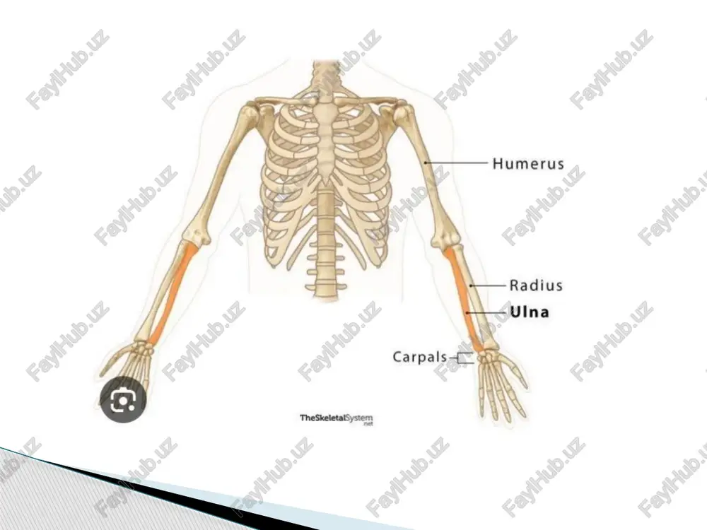 kengaygan. uning ichki tomonida tirsak suyagi boshchasi bilan bo’g’im hosil qiladigan o’yma (incisura ulnaris), tashqi tomonida bigizsimon o’simta (processus styloideus) bor. pastki uchining kaft usti yuzasi (facies articularis carpea) botiq bo’lib, kaft usti suyaklari bilan bo’g’im hosil qiladi. qo’l panjasi suyaklari qo’l panjasi skeleti: -kaft usti suyaklari -kaft suyaklari - qo’l panjasi barmoqlari yoki barmoq falangalari kaft usti suyaklari (ossa carpea) ikki qator joylashgan sakkizta g’ovak suyaklardan iborat. yuqori (proksimal) qatorda bosh barmoq tomondan hisoblaganda qayiqsimon, yarimoysimon, uch qirrali, no’xatsimon suyaklar. pastki (distal) qatorda trapetsiya shaklidagi suyak, trapetsiyasimon suyak, boshchali suyak va ilmoqli suyak lar bor. kaft suyaklari (ossa metacarpalia) beshta qisqa naysimon suyakdan iborat. har bir kaft suyagida asosi (basis), tanasi (corpus) va boshchasi (caput) tafovut qilinadi. kaft suyaklarining uchlari kattalashgan, tanasi uchburchakka o’xshash shaklga ega. qo’l panjasida yo’g’on va qisqa bosh barmoq (pollex), ko’rsatkich barmoq (index), eng uzun o’rta barmoq (digitus medius), nomsiz barmoq (digitus annularis ) va …