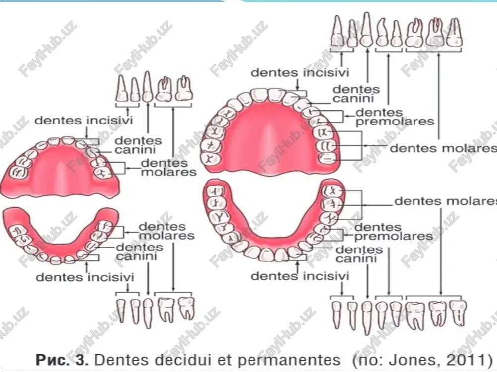 moslashgan aniqlovchi ishtirokidamurakkab anatomik termin strukturasi - Page 4