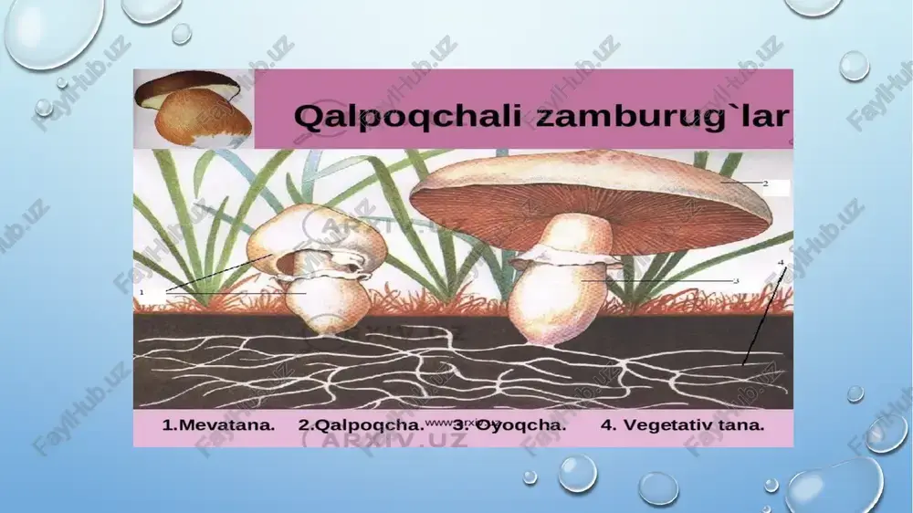 trixoderma zamburug'i biologiyasi - Page 4
