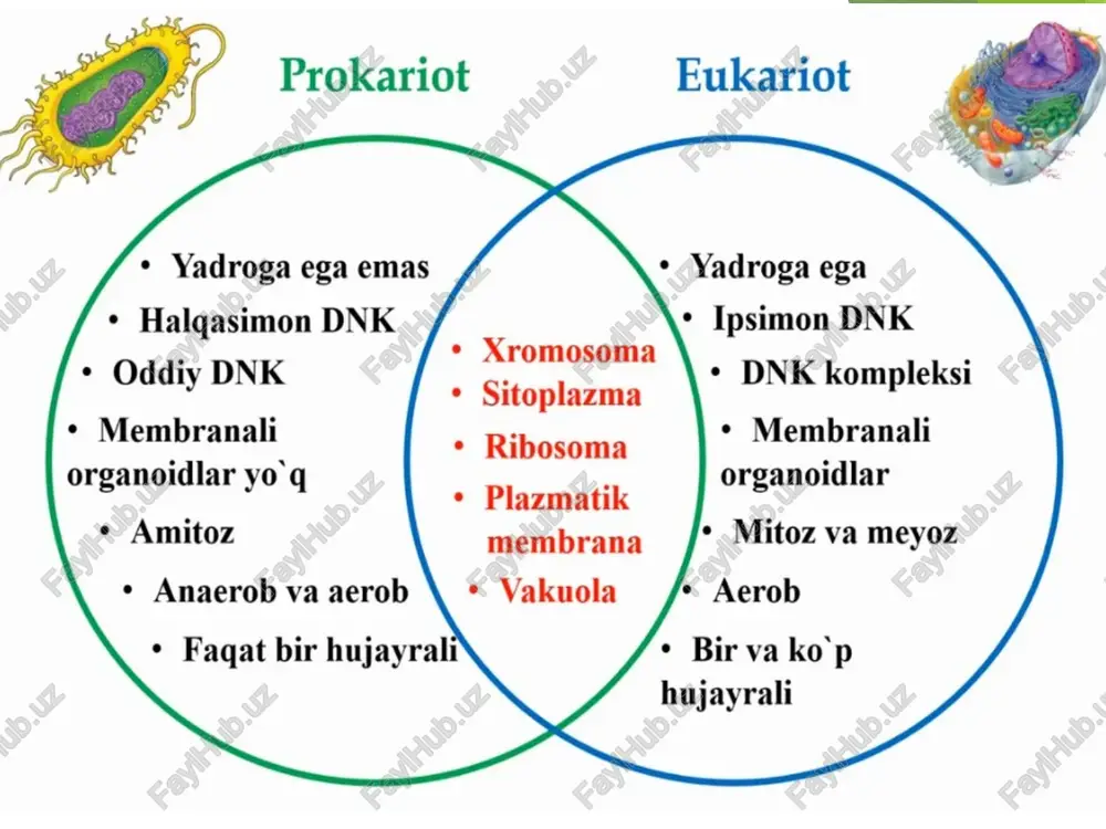 ga tushirishda muhim rol o'ynaydi. silliq endoplazmatik to'r hujayralarning ixtisoslashgan turlarida ko'proq rivojlangan bo'ladi, masalan, jigar, buyrak va mushak hujayralarida. golji apparati — eukariot hujayralarda uchraydigan membranali organoid bo'lib, asosan oqsillar, lipidlar va uglevodlarni qayta ishlash, saralash va transport qilish vazifalarini bajaradi. u yassi sistemalar (bo'shliq), yirik vakuola va mayda pufakchalardan iborat. golji apparatining vazifalari: oqsillarni modifikatsiya qilish – endoplazmatik to'rda sintezlangan oqsillarga shakar, sulfat yoki fosfat guruhlarini qo'shish orqali ularni faollashtiradi. lizosomalar hosil qilish – hazm qilish fermentlarini o'z ichiga olgan lizosomalarni shakllantiradi. sekretor pufakchalarni hosil qilish – gormonlar, fermentlar va boshqa moddalarni hujayradan tashqariga chiqarish uchun tayyorlaydi. hujayra membranasini yaratishda ishtirok etadi – lipid va oqsillardan yangi membranalar shakllantiradi. glikoproteinlar va glikolipidlar sintezi – ular hujayra membranasining muhim tarkibiy qismlaridir. ribosoma — bu ikkita subbirlikdan iborat zamburug'simon membranasiz organella. u barcha tirik organizmlarda uchraydi va hujayra uchun muhim molekulyar fabrika hisoblanadi. ribonukleoproteid tabiati: ribonuklein kislotasi (rnk) va oqsildan …