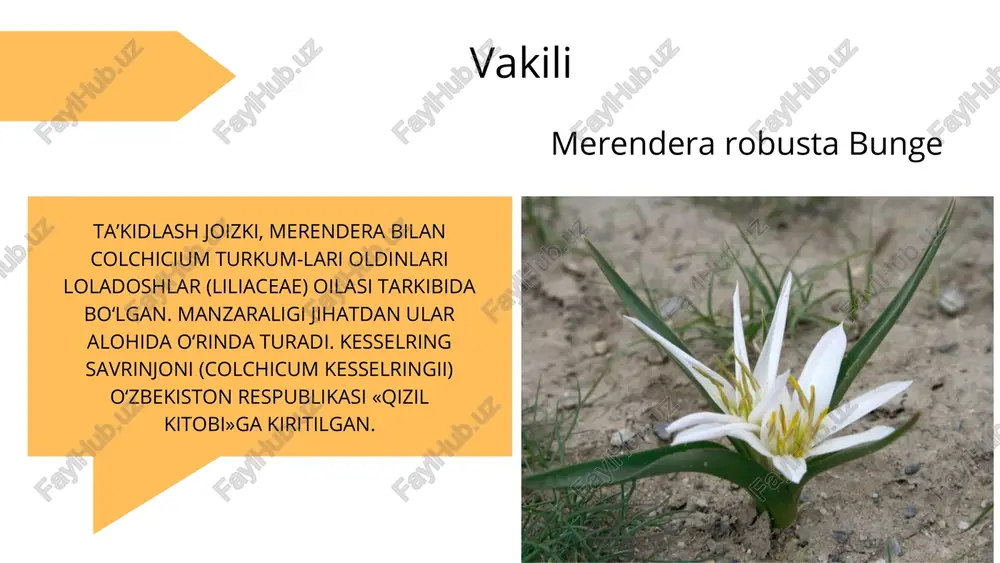 gulining tubi sariq, changchi iplari sariq yoki qoʻngʻir tusda, changdonlari qoramtir binafsharang. kapalaklar va asalarilar yordamida changlanadi. aprel-may oylarida gullab, iyun-iyulda mevasi pishadi. mevasi quruq koʻsak meva. urugʻi va vegetativ yoʻl bilan koʻpayadi vvdeneskiy lolasi boʻyi 10-20 sm gacha yetadigan koʻp yillik, piyozchali oʻt oʻsimlik. piyozchasi tuxumsimon, diametri 2,5 sm, tashqi qobigʻi yupqa, quruq qora-qoʻngʻir tusda, ichki tomondan tuklar bilan qoplangan. poyasi oddiy, tik oʻsadi, shoxlanmagan, yuzasi tuksiz, silliq. barglari uch dona, poyada navbatma-navbat joylashgan, bandsiz pastki qismi bilan poyani oʻrab oladi, chetlari egri bugri. guli yakka, poya uchida oʻrnashgan, ikki jinsli, tubida qora dogʻi bor. gultojibarglari qizil, erkin, besh yoki olti dona. changchi iplarining pastki qismi qora, yuqori qismi qizil rangda. changdonlari sariq tusda. hasharotlar yordamida changlanadi. mart aprel oylarida gullab, mevasi iyunda pishib yetiladi. korolkov lolasi schoennocaulon officinale e'tiboringiz uchun rahmat image1.jpeg image2.jpeg image3.jpeg image4.jpeg image5.jpeg image6.jpeg image7.jpeg image8.jpeg image9.jpeg image10.jpeg image11.jpeg image12.jpeg image13.jpeg image14.jpeg image15.png /docprops/thumbnail.jpeg