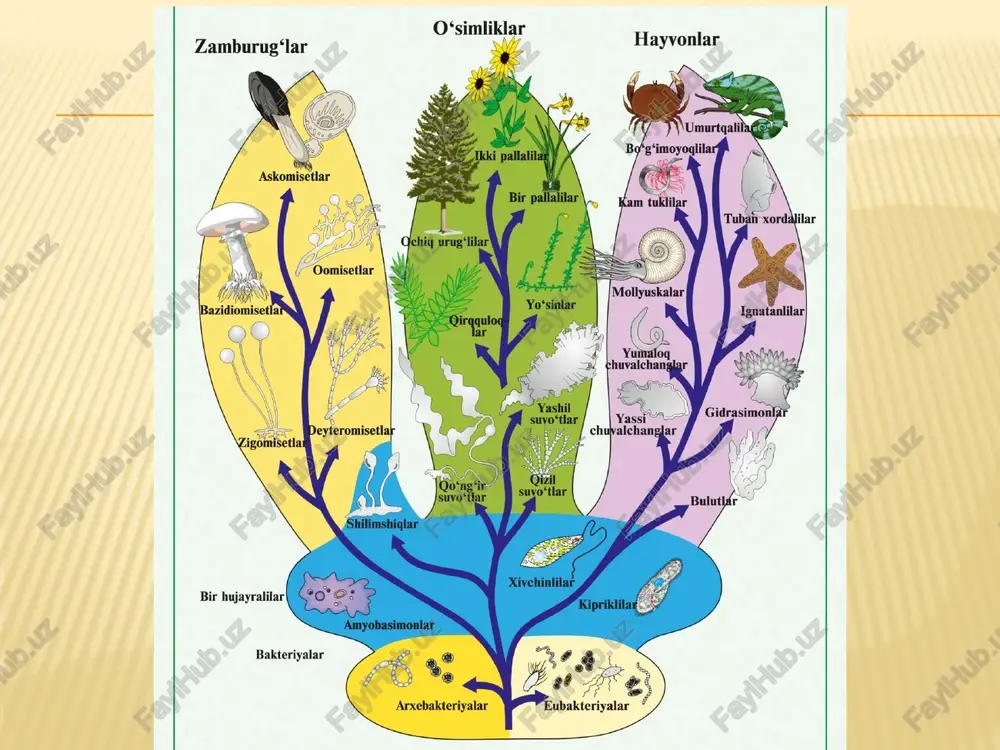 ayrali hayvonlar 1 retortamonada 1 porifera: sponges 18 nemertea (rhynchocoela) 2 diplomonada 2 placozoa 19 mollusca 3 parabasala 3 cnidaria 20 annelida 4 heterolobosea 4 stenophora 21 sipuncula 5 euglenozoa 5 acoelomorpha 22 nematoda: roundworms 6 stramenopile 6 platyhelminthes 23 nematomorpha 7 ciliophora 7 gastrotricha 24 loricifera 8 dinoflagellata 8 gnathostomulida 25 kinorhyncha 9 apicomplexa 9 micrognathozoa 26 priapulida 10 cercozoa 10 rotifera 27 onychophora 11 foraminifera 11 acanthocephala 28 tardigrada 12 radiolaria 12 mesozoa 29 arthropoda 13 viridiplanta 13 cycliophora 30 chaetognatha 14 centrohelida 14 entoprocta 31 xenoturbellida 15 amoebozoa 15 ectoprocta (bryozoa) 32 echinodermata 16 opisthokonta 16 brachiopoda 33 hemichordata 17 phoronida 34 chordata evolyusion jarayonning asosiy qonuniyatlari 1. evolyusion o’zgarishlar har doim o’zgaruvchan yashash sharoitiga moslasha olish qobiliyatidan kelib chiqadi. bunday evolyusion o’zgarish tabiiy tanlanish jarayonida paydo bo’ladi va rivojlanadi. 2. evolyusiya - asosan monofiletik jarayondir, ya’ni rivojlanish bitta umumiy ildizdan (asosdan) boshlangan 3. hayvon organizmi yaxlit, …