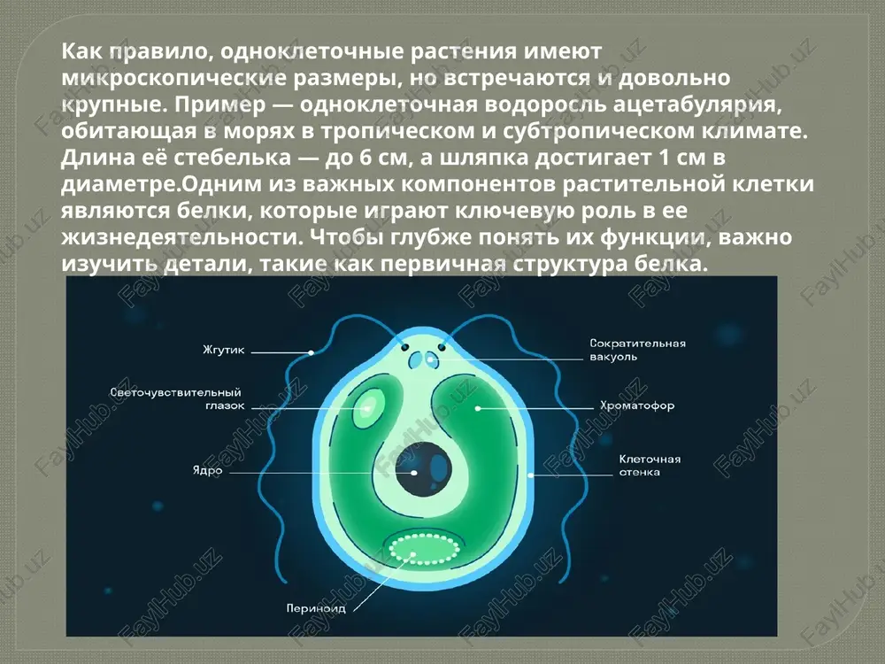 kletka - Page 4