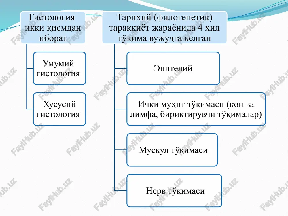 gan epiteliy hujayralari ta'surotlarga ko'p uchraganligi uchun juda tez halok bo'ladi. masalan: og'iz bo'shlig'ida 5 minutda 500 ming, ichakda 1 sutkada 3 milliard epiteliy hujayralari tushib ketadi. ularni o'rnini bazal va tikanaksimon hujayralar bo'linishi orqali to'ldiriladi bezlar sekret ishlab chiqaradigan hujayralar yig'ilib bezlarni hosil qiladi. epifiz, gipofizning orqa bo'lagi va buyrak usti bezining mag'iz qismi nerv to'qimasidan, qolgan bezlar barchasi epiteliydan kelib chiqadi endoepitelial bez bir hujayrali bo'lib, epiteliy tarkibida bo'ladi ekzoepitelial bez ko'p hujayrali bo'lib, biriktiruvchi to'qima tarkibida bo'ladi ekzokrin bez bez mahsuloti maxsus naychalar orqali muxitga ochildi endokrin bez bezning chiqaruv nayi bo'lmay mahsulotini qonga yoki limfaga beradi ko'p hujayrali zkzokrin bezlar sekrit ishlab chiqaradigan oxirgi (sekretor) qismi va chiqaruv naylardan iborat bo'ladi. agar bezning chiqaruv nayi tarmoqlanmagan bo'lsa oddiy bezlar, agar chiqaruv nayi tarmoqlangan bo'lsa murakkab bezlar deyiladi oddiy bezlar naymison oshqozon tubi devorlari bezlari alveolasimon ter bezi og'iz bo'shlig'i devaridagi bezlar alveola – naysimon murakkab bezlar …