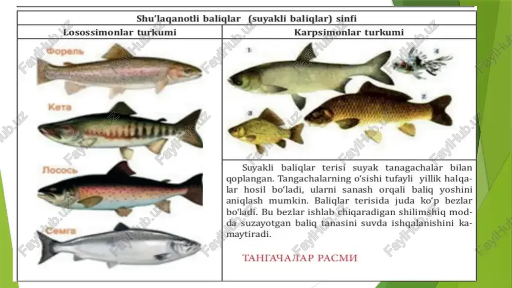 umurtqalilar hayvonlarning - Page 4
