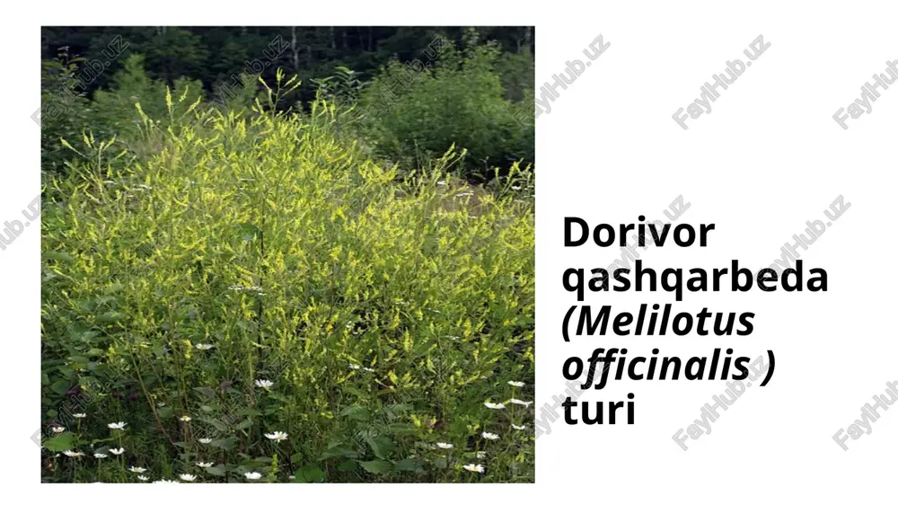 dorivor qashqarbeda (melilotus officinalis (l.) pall.) - Page 4