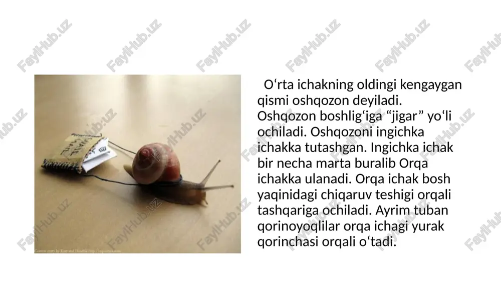 qorinoyoqlilar (gastropoda) sinfi - Page 4