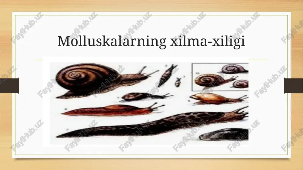 ilar (stylommatophora) turkumi- asosan quruqlikda tarqalgan, yuksak tuzilgan qorinoyoqlilar kiradi. paypaslagichlari ikki juft b o lib , ko‘zlaii ikkinchi juft paypaslagichlaming uchki qismida joylashgan. image5.png image6.png image7.jpeg image8.jpeg image9.jpeg image10.jpeg image11.jpeg image12.jpeg image3.png image4.png /docprops/thumbnail.jpeg