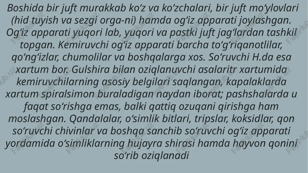 hashorotlar (insecta) - Page 4