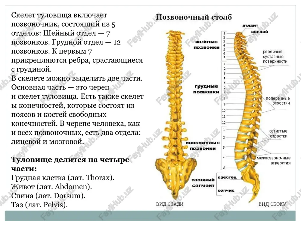 skelet tulovisha - Page 4