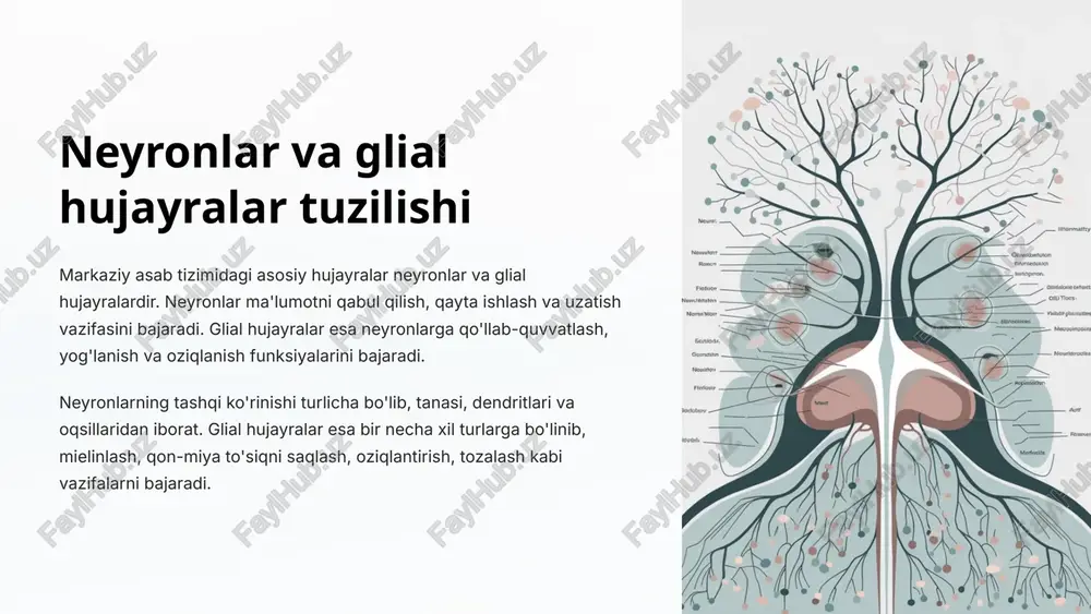 nervlar funksiyasi 1 sensor (sezgilar) funksiyasi periferik nervlar sezgi receptorlaridan bosh miyaga axborotni yetkazish orqali gavda va atrofni sezish imkonini beradi. bu sensor impulslar ko'rish, eshitish, hid bilish, ta'm bilish, yog'u va og'riq reseptorlari orqali amalga oshadi. 2 motor (harakatlar) funksiyasi periferik nervlar orqali bosh miya va orqa miya yuk xujayra yadroligining markaziy impulslar muskullarni harakatga keltiradi. bu jarayon qisqarish refleksi, ixtiyoriy va ixtiyorsiz harakatlar, ton va koordinatsiyani ta'minlaydi. 3 vegetativ (vosita) funksiyasi periferik nervlar ichki organlar faoliyati, qon aylanish, nafas olish, hazm qilish, chiqarish, jinsiy va boshqa jarayonlarni vegetativ nerv sistemasi orqali boshqarib turadi. shariotlangan nervlarning qayta tiklanishi 1 keyingi regeneratsiya yangi mielin qobig'i rivojlanishi 2 mielin qobig'i regeneratsiyasi shariotlangan neyronlar uchun 3 aksonal regeneratsiya uzilib qolgan nervlarning qayta tiklanishi shariotlangan nervlar shikastlanganida qayta tiklana oladi. aksonal regeneratsiya jarayonida uzilib qolgan nervlar o'sib ketadi va yangi mielin qobig'i hosil bo'ladi. bu jarayon keyinchalik mielin qobig'ining to'liq tiklanishiga olib keladi. …
