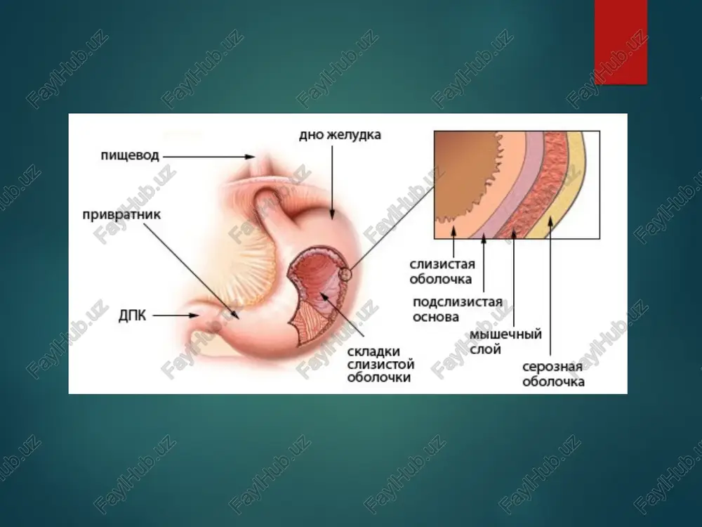 havoning haddan tashqari ko’p yutilishi, ichak devori tomonidan gazning so'rilishi buzilgan hollarda sodir bo'ladi ishtaha o’zgarishi susayish- gipoatsid gastrit sababli to'liq yo'qligi – (anoreksiya) - me'da saratoni og'riqni tufayli ovqatdan bosh tortish – oshqozon yarasi ishtaha ortishi – (bulimiya) - o'n ikki barmoqli ichak yara kasalligida gipo- va anasid gastrit natijasida temir-anemiyasi tanqisligi tufayli ta'm va hidning buzilishi kuzatiladi go'shtdan bezish - oshqozon saratoni najasning buzilishi diareya –(ich ketishi) ichakning tez bo'shashi (sutkada 2 martada ziyod) suyuq axlat chiqishi qabziyat – (ich qotishi) uzoq muddatga (2 kunda 1 marotabadan kam)ich kelishi diareya odatda ichak peristaltikasi oshishi bilan bog’liq ba'zan tenezm bilan birga kechadi (dizenteriya) ich ketishlar quyidagi guruhlarga bo'linadi: alimentar (shoshib ovqatlanganda va dag`al og'ir ovqatlar iste'mol qilgandan keyin) va nevrogen (asab tizimi labilligida va qo'rquvda) - "ayiq kasalligi". lokalizatsiya –bo`yicha enteral va kolitik enteral diareya bir sutkada 4-6 marta ichakning og'riqsiz bo‘shashi najaslar juda ko’p ingichka ichakning proksimal qismi …