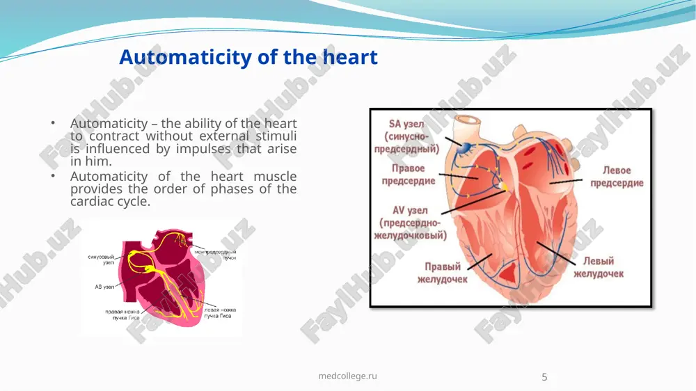 the structures of the heart - Page 4