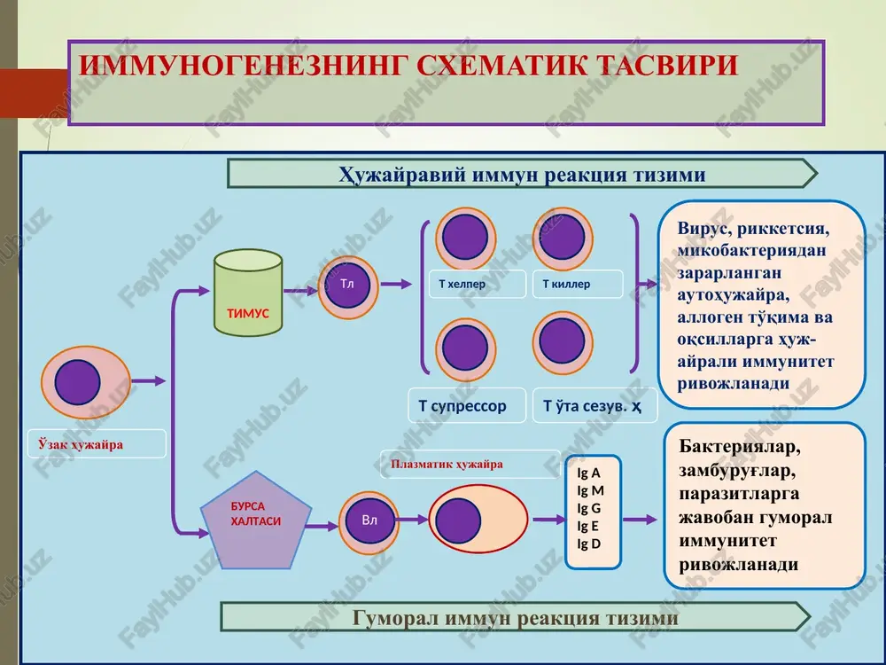 ayrali va gumoral immunitetning birgalikda etishmasligi; 2) hujayrali immunitet etishmasligi; 3) gumoral immunitet etishmasligi. ii – homila davrida orttirilgan tug'ma immunodefitsitlar iii – turmushda orttirilgan immunodefitsitlar. birlamchi immunodefitsitlar kombinatsiyalangan birlamchi immunodefitsitlar sindromi sindrom nomi nasldan o'tishi klinik-morfologik belgisi immun buzilishlar 1.shvetsariya tipdagi agammaglobulinemiya autosomal-retsessiv timus, saloq, limfa tugunlar gipoplaziyasi, limfopeniya, infektsiya ham hujayrali, xam gumoral immunitet etishmasligi 2.lui-bar sindromi autosomal-retsessiv timus, saloq, limfa tugunlar gipoplaziyasi, ataksiya, sarkomalar hujayrali immu-t etishmasligi, iga tanqisligi 3.nezelof sindromi autosomal-retsessiv timus, saloq, limfa tugunlar gipoplaziyasi, limfopeniya, sepsis. hujayrali immu-t etishmasligi, dis-gammaglobulinemiya hujayraviy immunitet etishmasligi sindromlari 4.day-djordja sindromi noma'lum timus yo'qligi, tetaniya, t-limfotsitlar yo'qligi hujayrali immu-t etishmasligi gumoral immunitet etishmasligi sindromlari 5.bruton sindromi x-xromosoma v-limfotsitar maydonlar yo'qligi, infektsiyalar. gumoral immun-t etishmasligi 6.vesta sindromi x-xromosoma allergiya, autoimmun kasalliklar, o'smalar iga sintezi yo'qligi e’tiboringiz uchun rahmat