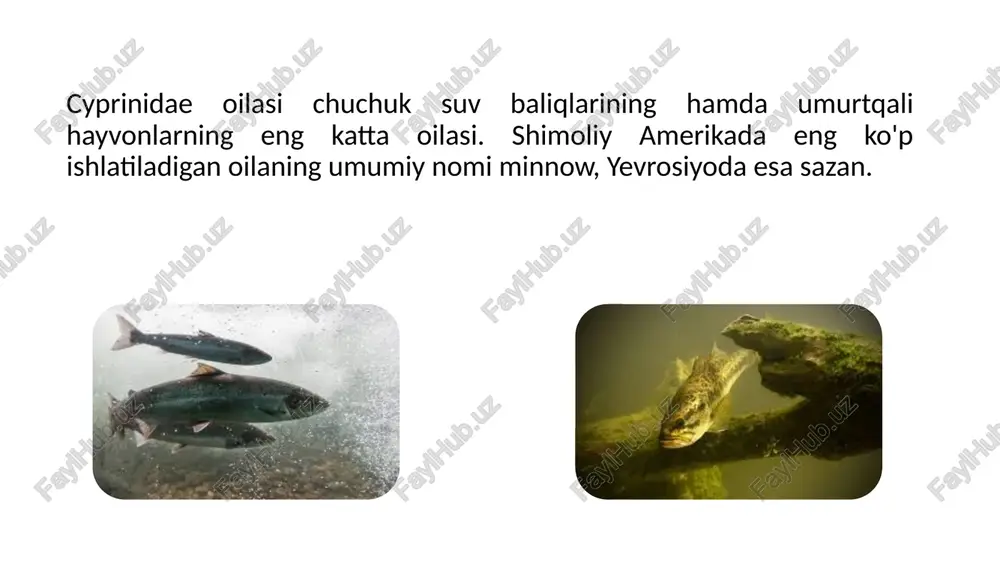 i pastga qaraganligi va suv osti qattiq gruntlarini qoplagan o’simliklarni qirtishlab olishga moslashgan o’tkir pastki labi bilan farqlanadi. qorin pardasi qora rangda. orka suzgich qanotida iii-iv 7-8, anal suzgich qanotida iii-iv 5 ta shu’la mavjud. yon chizig’ida 55-61 tangacha bor. tana uzunligi 50 sm. gacha, og’irligi 2 kg.gacha. tarqalishi. zarafshon, qashqadaryo, surxondaryo, sirdaryo havzalarida uchraydi. keyingi yillarda kamayib ketgan. biologiyasi. hayotining 3-4 yilida jinsiy jihatdan voyaga yetadi. urchishi – may-iyunda, shag’alli gruntlarda oqim mavjud bo’lgan joylarda o’tadi. suv omborlarida qirg’oqqa yaqin, suv o’simliklariga boy joylarda o’tadi. serpushtligi 100 ming uvildiriq atrofida. uvildirig’i yirik bo’lib, diametri 4 mm. atroffida. yemishining asosini suv osti qattiq gruntlarini qoplagan o’tlar, jonivorlarning chiriyotgan qoldiqlari va balchiq tashkil qiladi. orol mo’ylovdori luciobarbus brachycephalus (kessler, 1872) tavsifi. tashqi tuzilishi jihatidan turkiston mo’ylabdoridan tanasining ancha cho’ziqligi va suzgich qanotlarining uzunligi bilan farq qiladi. antedorsal masofa postdorsal masofadan kichik. yelkasi qoramtir, yon tomonlarining pasti ochroq. tangachalarining oldingi qismi to’q-yashil …