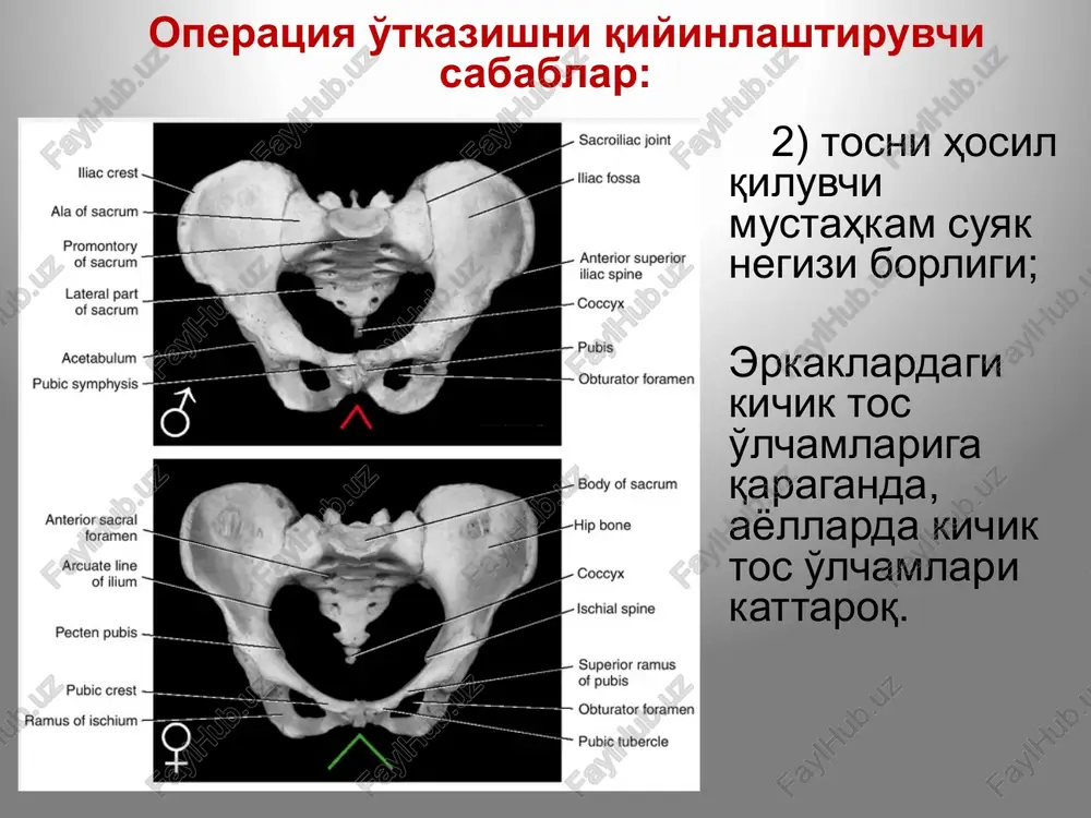 tki mezenterial tugunlarga – to'g'ri ichak ampula usti qismidan. tashqi yonbosh tugunlariga – yon kletchatkalardan, siydik pufagi va bachadondan. ichki yonbosh tugunlariga – siydik pufagi, bachadon bo'yinchasi, qin, jinsiy olat tanasi, oraliq kletchatkasidan. yuza chov tugunlariga – yorg'oqdan, oraliq va olat terisidan. chuqur chov tugunlariga – jinsiy olat boshchasi va siydik nayidan . pararektal tugunlarga – to'g'ri ichak ampulasidan. sakral tugunlarga – to'g'ri ichak, bachadon, qindan. tos bo'shlig'i limfa tizimi yuqoridan tos diafragmasining pastki yuzasi; pastdan – yuza fastsiya va oraliq terisi bilan chegaralangan. teri osti bo'shlig'i (savum relvis subcutaneus) tos diafragmasini m.levator ani hosil qilib, tos a'zolarini pastdan ushlab turadi. oldinda, uning qirg'oqlari orasida siydik-tanosil diafragmasi joylashib, u orqali siydik chiqaruv kanali (va qin) o'tadi. tosning teri osti bo'limida, to'g'ri ichak anal qismining yon tomonlarida quymich-to'g'ri ichak chuqurligi (fossa ischiorectale) joylashgan. bu erda to'g'ri ichak jarohatlari, oqmalari, rektal (gemorroidal) venalar bo'ylab infektsiya tarqalishi natijasida paraproktitlar rivojlanishi mumkin. paraproktitlar: pelviorektal, …