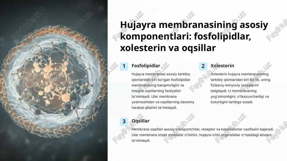 jayra fosfat bog'larida energiya to'playdi va uni atf ko'rinishida ajratib chiqaradi. bu atf molekulalari esa hujayra ichidagi barcha ish-harakatlar uchun energiya manbai bo'lib xizmat qiladi. shuning uchun mitoxondriya "hujayra energiya portlari" sifatida tanilgan. 10 endoplazmatik to'r: tuzilishi va modular o'tkazilishi jarayonidagi roli endoplazmatik to'r hujayra organellasi bo'lib, unda moddalarning sintezi va transporti sodir bo'ladi. u yadro membranasi bilan bog'liq bo'lib, turli oqsil va moddalarni sintezlaydi, qayta ishlaydi va yetkazib beradi. endoplazmatik to'r sisterni tashkil etadi, uning tarmoqlari butun hujayra bo'ylab tarqalgan. bu tizim oqsillarni sintezlaydi, ularni qayta ishlaydi va turli hujayralararo organellalarga yetkazib beradi. shu bilan birga, unda lipidlar, glyukoza va boshqa moddalar sintezi ham sodir bo'ladi. 11 golji apparati: tuzilishi va oqsil sintezidagi roli golji apparati hujayradagi muhim organellalardan biri bo'lib, oqsillar sintezida va qayta ishlashda muhim rol o'ynaydi. u ko'p membranali, g'ovak tuzilishga ega va qatordan-qatorga tarqalgan poyonli chambarsimon pufakchalardan iborat. golji apparati oqsillarni sintezlanganidan so'ng to'plab, ularga …