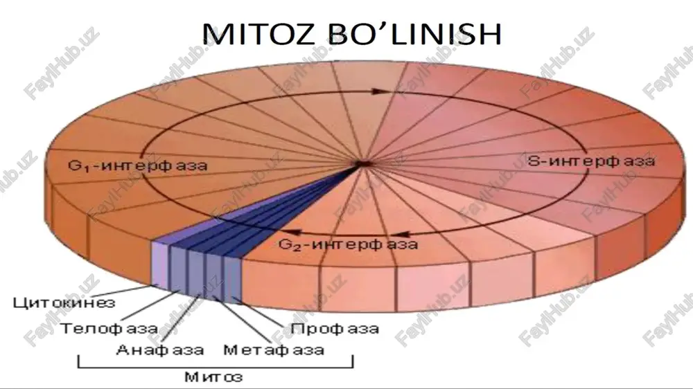 hujayralarning mitoz va hayoti - Page 4
