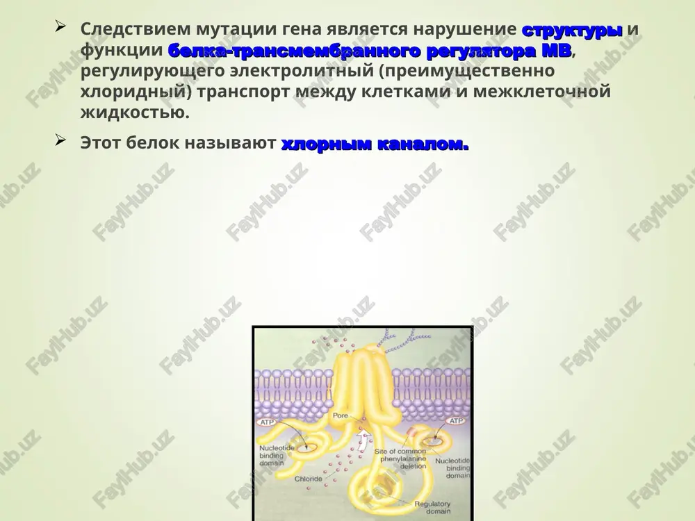 e povishennom appetite i xoroshem uxode. prodoljenie v dalneyshem prisoedinyayutsya jalobi na suxost vo rtu zatrudnenie pri proglativanii pishi, vo vremya edi deti upotreblyayut bolshoe kolichestvo jidkosti po mere narastaniya intoksikatsii snijaetsya appetit inogda v etot period materi obrashayut vnimanie na gorko-soleniy privkus pota rebenka. prodoljenie esli mukovistsidoz ne bil zapodozren, to zabolevanie postepenno vstupaet v sleduyushuyu fazu — period razgara. razvivaetsya vtorichniy sindroma malabsorbtsii — fermentativnaya nedostatochnost podjeludochnoy jelezi i jelez kishechnika, porajenie pecheni. prodoljenie vsledstvie dlitelnogo narusheniya protsessov pishevareniya i razvitiya xronicheskoy gipoksii sostoyanie bolnix uxudshaetsya, virajennost klinicheskix simptomov usilivaetsya, razvivayutsya poligipovitaminoz, obmennie rasstroystva, poyavlyayutsya bol v jivote, vzdutie i uvelichenie ego razmerov. prodoljenie izmeneniya stula xarakterizuyutsya uchasheniem, polifekaliey kal rezko-zlovonniy, blestyashiy, svetlo-seriy (za schet bolshogo kolichestva jira), prichem inogda jir vitekaet iz anusa v vide maslyanistoy jidkosti. odnako inogda kal mojet bit oformlennim, plotnim, daje vida «ovechego». prodoljenie snijayutsya mishechniy tonus i turgor tkaney, poterya massi tela …