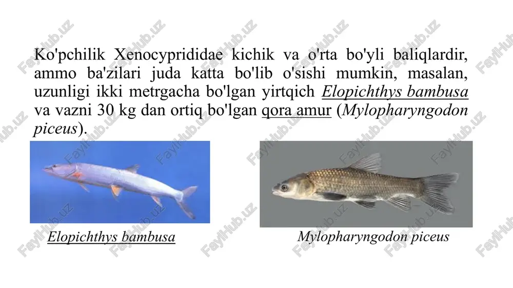 y suv havzalarida u qimmatbaho baliqchilik ob'ekti hisoblanadi. qora amur mylopharyngodon piceus (richardson, 1846) tavsifi. tanasi cho’ziq, umumiy belgilari bilan oq amurga o’xshash. og’zi to’g’riga qaragan. tanasi va suzgich qanotlari qora rangda. orka suzgich qanoti qorin suzgich qanotidan ozgina oldinroqda joylashgan. yelka suzgich qanotidagi shu’lalar soni iii 7-8 ta, anal suzgich qanotida iii 8 ta. yon chizig’ida 39-43 tangacha mavjud. halqum tishlari ikki qatorlik bo’lib, kichik qatorida bitta tishi bor. tanasining uzunligi 1 metrgacha, og’irligi 30 kg. atrofida. tarqalishi. tabiiy areali – rossiya (uzoq sharq), xitoy suv havzalari. 1960-yillarda o’zbekistonga xitoydan o’simlikxo’r baliqlarni iqlimlashtirish paytida tasodifan keltirilgan. amudaryo o’rta va quyi oqimlari suv havzalarida uchraydi. yashaydigan joylarida kam sonlidir. biologiyasi. katta, tez o'sadigan baliq, uzunligi 1,3 m dan oshadi va og'irligi 50 kg dan ortiq yoki undan ko'p. biologiya kam o'rganilgan. jinsiy voyaga kech, 4-6 yoshda tana uzunligi 65-70 sm, vazni 4,5-6 kg ga yetadi. tana uzunligi 115 sm va …