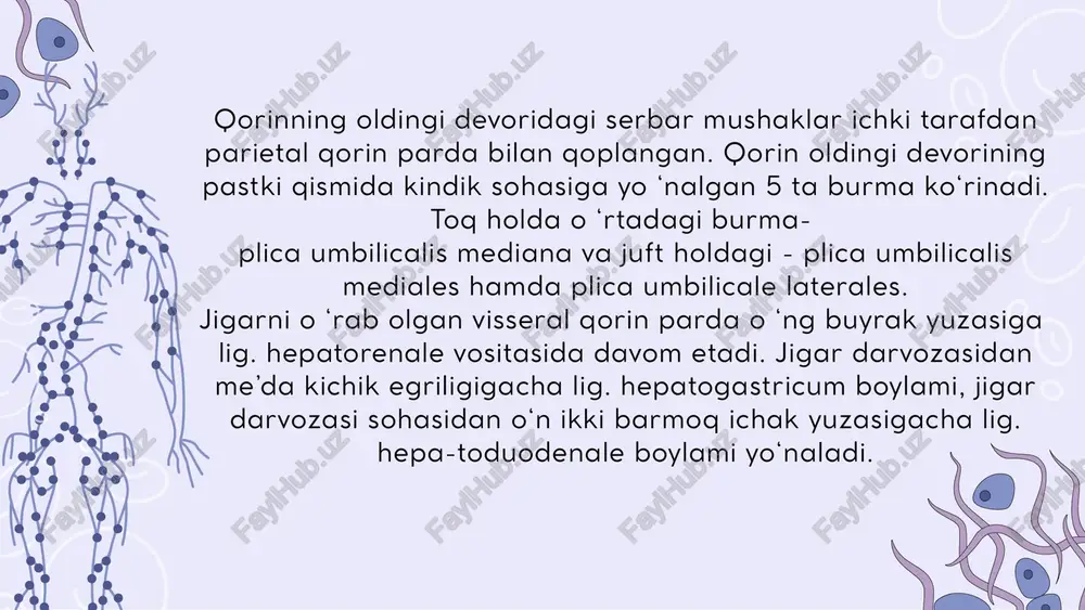 hligining pastki qavatida siydik chiqaruv a’zolari va jinsiy a’zolar joylashgan. bu bo‘shliqda erkaklarda siydik qopchasi va to‘g ‘ri ichak orasida chuqurcha excavatio rectovesicalis, ayollarda esa to‘g‘ri ichak bilan bachadon orasida excavatio rectouterina hamda bachadon bilan siydik qopchasi orasida - excavatio vesicouterina hosil boradi.qorin pardaning umumiy yuzasi 20400 kvadrat sm bomib, teri sathiga to‘g ‘ri keladi. qorin bo‘shligidagi a ’zolam ing hammasi ham qorin parda bilan bir xil o‘ralavermaydi. hamma tarafdan qorin parda bilan o ‘ralgan a ’zolar introperitoneal, uch tarafdan o‘ralsa mezoperitoneal va faqat bir tarafdan o ‘ralsa ekstraperitoneal a ’zolar deyiladi. jigar qorin parda bilan uch tarafdan o ‘ralgan - mezoperitoneal a ’zo. jigam ing diafragma bilan (lig. falciforme hepatis, lig. coronarium hepatis dextrum et sinistrum, lig. triangulare dextrum et sinistrum) hamda qo‘shni a ’zolar bilan tutashgan boylamlari - lig. hepatogastricum, lig. hepato duodenale, lig. hepatorenale boradi. resource page e’tiboringiz uchun rahmat