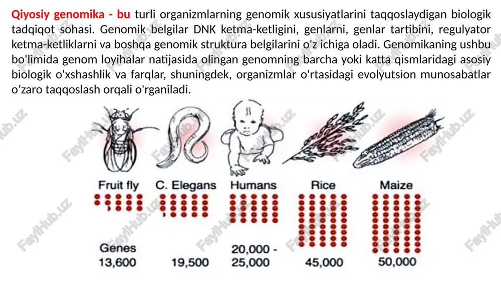 dam beradi. shuningdek, virulentlik, patogenlik va antibiotiklarga chidamlilik uchun mas'ul bo'lgan polimorfizmlarni aniqlash imkonini ham beradi. saccharomyces cerewisiae (1996), caenorhabditis elegans (1998) va drosophila melanogaster (2000) larning to’liq genom nukleotidlar ketma-ketligi aniqlangandan so’ng, djeral’d m. rubin va hamkorlari “eukariotlar qiyosiy genomikasi” nomli maqola chop etdilar. genomika molekulyar filogenetik sistematika usullari arsenalini kengaytirdi va genomlarning molekulyar evolyutsiyasi makromolekulyar o'zgarishlar ekanligini ko'rsatdi, bu esa taksonlarning genotipik munosabatlari yoki farqlarini hal qilish imkonini beradi. nuklein kislotalarning o’qilishi natijasida genom rekonstruksiyalarning jadal rivojlanishi sistematika g'oyalariga tub o'zgarishlar kiritdi. ko'pgina turlarda 16s rrnk genlarini tahlil qilish organizmlarni uch domenli (archaea, bacteria va eubacteria)sistematikasiga olib keldi. arxebakteriyalar domenining ochilishi o'tgan asrdagi molekulyar filogenetik sistematikaning eng katta yutug'i edi va zamonaviy megasistematikani yaratishda muhim qadam bo’ldi. hayotning uch domeni vakillarining genomlarini qiyosiy o'rganish evolyutsiyaning asosiy hujayraviy jarayonlari paydo bo'lish ketma-ketligi bosqichlarini rekonstruksiya qilish bo'yicha tadqiqotlarni rivojlantirdi; translyatsiyada ishtirok etadigan umumiy oqsillar, shuningdek metabolik fermentlar (trikarbon kislotasi siklining …