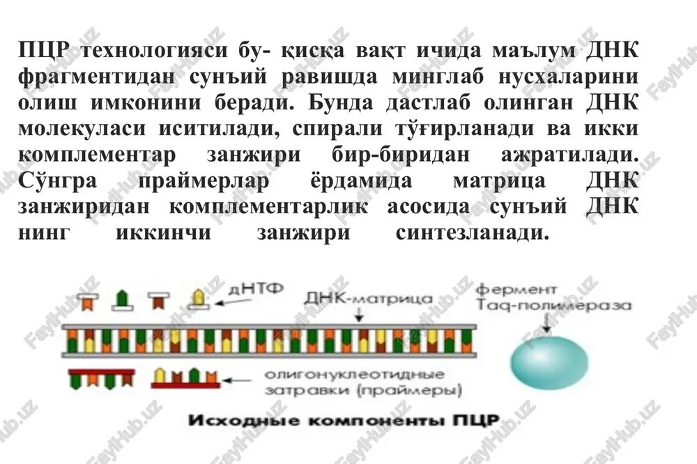 erlar ketma-ketligida matn ko'rinishida namoyon bo'ladi. sekvenslashning edman va senger usullari bo'lib, ulardan senger metodi keng qo'llaniladi. dnk ni sekvenslashdan oldin o'qilishi kerak bo'lgan uchastkasi pzr (amplifikator) da amplifikatsiyalanadi. dnk sekvenslanishi- dnk molekulasidagi nukleotidlar ketma-ketligini qurishga imkon beruvchi metodning umumiy nomlanishi. hozirgi vaqtgacha to'liq dnk molekulasi ustida ishlaydigan biror sekvenslash metodi yaratilmagan, ya'ni sekvenatorlar quyidagicha ishlaydi: dastlab dnk ning uncha katta bo'lmagan uchastkalari ko'p miqdorda tayyorlanadi (dnk ni sekvenslashdan oldin o'qilishi kerak bo'lgan uchastkasi ptsr da amplifikatsiyalanadi, ya'ni kerakli gen klonlanadi), so'ngra esa har bir uchastka alohida o'qiladi. 1-orqada qolgan zanjir (zahira ip), 2- boshqaruvchi zanjir (lider ip), 3- dnk polimeraza1, 4-dnk-ligaza, 5- rnk-praymer, 6-praymaza, 7- okazaki fragmenti, 8- dnk polimeraza2, 9- xelikaza, 10- bir zanjirli dnk ga bog'lanuvchi oqsillar, 11-topoizomeraza genetik materiallar (dnk va rnk)da qanday nukleotidlar borligini va tartibini aniqlashda dastlabki sekvenslash ishlarida: asosiy muammolar genomlar juda katta hajmga ega (odatda million yoki milliard asos juftligiga teng). hozirgi …