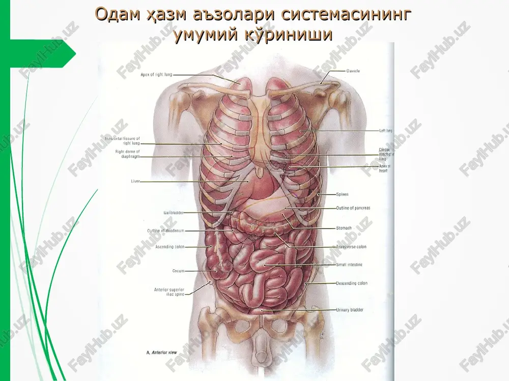 i ta'minlaydi enterotsit proliferatsiyasini (ko'chib tushishini) stimulyatsiyalaydi me'dada kislotali muhitni ta'minlaydi gastrointenstinal gormonlarni hosil bo'lishini stimulyatsiyalaydi (gastrin, sekretin) evakuatsiyani boshqarishda ishtirok etadi me'da shirisining asosiy fermentlari: pepsin a gastriksin (pepsin s, me'da katepsini) pepsin v (parapepsin, jelatinaza) rennin(pepsin d, ximozin) me'da lipazasi ureaza lizotsim kastlni ichki faktori ovqat me'dada prepilorik sfinkter ovqat luqmasi pilorik sfinkter ovqat pilorik bo'limda ovqatni 12 barm. ichakka o'tishi ovqat 12 barm. ichakda ovqatni surilishi me'da sekretsiyasini boshqarilishi qo'zg'atuvchi ta'sir: adashgan nerv, gastrin, gistamin, sekretin, xoletsistokinin – pankreozimin, bulonlar (go'sht, baliq), ziravorlar, achchiq moddalar, alkogol, atsetilxolin, enterogastrin, oqsillarni xazm bo'lish maxsulotlari. tormozlovchi ta'sir : simpatik nerv, serotonin, somatostatin, neyrotenzin, yog'lar, shirinliklar, gastron, noradrenalin odamda me'dani tekshirish usullari endoskopiya me'da shirasini bioximik analizi zond yutish elektrogastrografiya endoradiozondlash usuli rentgenokontrast usuli zondsiz usullar oq chiziq kesmasi me'daning katta egriligi fistulani me'daga kiritilishi kiset chokini qo'yilishi teri jarohatiga fistulani mahkamlanishi teri kesmasi qizilo'ngachni ko'ndalang kesimi qizilo'ngach uchlarini teri jarohatiga …