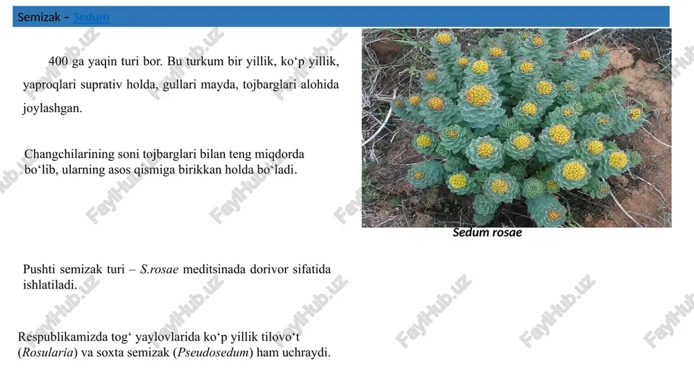ta soyabon to’pgul). to’pgulning asosiy o’qi qisqargan, atrofda doira holidao’rnashgan bir qancha o’qlardan tashkil topgan to’pgullar joylashadi (sutlamadoshlarda). 9 podsemeystvo mimo­zovie (mimosoideae). tsvetki aktinomorfnie, lepestkov 4 ili 5, svobodnie ili srosshiesya i v pochke slojeni stvorchato. androtsey sosto­it iz 10 tichinok, neredko rasshepleni, i tog­da androtsey kajetsya polimernim. ginetsey pochti vsegda monokarpniy, s verxney zavyazyu. plod — monokarpiy: odno-, dvu- ili mnogosemyanniy bob. formula tsvetka: akatsiya voorujennaya (acacia armata): ↑ ca(5) co5 a∞ g 1 podsemeystvo tsezalpi­nievie (caesalpinioideae). tsvetki zigo­morfnie, lepestkov 4 ili 5. pri osnovanii tsvetka, takje kak i u motilkovix, zameten gipantiy kubkovidnoy formi. venchik tsezalpinievix takje bolee ili menee nepravilniy, no verxniy lepestok, gomologichniy flagu, zanimaet v pochke vnutrennee polojenie. androtsey sosto­it iz 10 tichinok (odno- i dvubratstvennieili svobodnie). ginetsey pochti vsegda monokarpniy, s verxney zavyazyu. plod — monokarpiy: odno-, dvu- ili mnogosemyanniy bob. formula tsvetka: tsersis rojkoviy (cercis siliguastrum): ↑ ca(5) co5 a10 g 1 podsemeystvo …