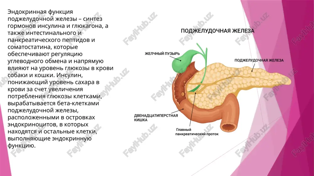 ishevoda formiruetsya mishechnimi voloknami, raspolagayushimisya po vsey dline pishevoda v opredelennix napravleniyax. glotka – odin iz organov, otnosyashixsya k pishevaritelnoy sisteme. raspolojen mejdu rotovoy polostyu i pishevodom, no vipolnyaet takje funktsiyu otdeleniya nosovoy polosti ot gortani. v svyazi s osobennim anatomicheskim stroeniem i funktsionalnostyu glotka podrazdelyaetsya na nosoglotku i rotoglotku, prichem pervaya chast (t.e. nosoglotka) znachitelno prevosxodit po razmeram vtoruyu. vnutrenniy sloy glotki obrazovan slizistoy obolochkoy, kotoraya, v svoyu ochered, takje sostoit iz neskolkix sloev. narujnim yavlyaetsya epitelialniy sloy, predstavlenniy v oblasti nosoglotki resnitchatim epiteliem, a v oblasti rotoglotki – mnogosloynim ploskim epiteliem. v slizistoy obolochke glotki raspolojeni glotochnie jelezi, a takje glotochnaya mindalina, imeyushaya v svoem sostave limfaticheskie follikuli. zubi yavlyayutsya organami, raspolojennimi v rotovoy polosti i vipolnyayushimi funktsiyu zaxvata i chastichnoy mexanicheskoy obrabotki pishi, a takje prinimayushimi uchastie v komplekse reaktsiy zashiti-napadeniya. zubi otlichayutsya drug ot druga po stroeniyu, anatomicheskomu polojeniyu i vipolnyaemim funktsiyam. videlyayut chetire osnovnie gruppi …