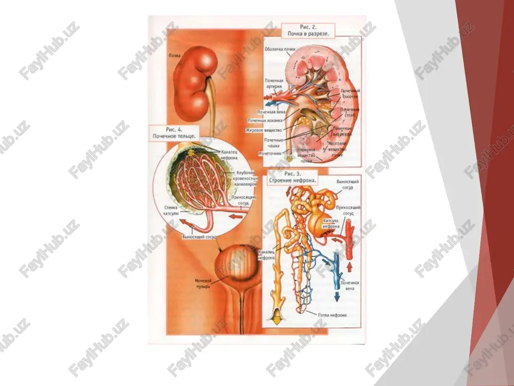 boshlanadi. kanalchalarning vodorod ionlarining va organik kislotalarning sekresiyasi turg'un pasayishi hamda bikarbonatlar rebsorbsiyasi pasayishi, metabolik asidoz rivojlanishiga olib keladi. fosfor – kalsiy almashinuvining buzilishi. koptokchalar filtrasiyasi 30 ml\min. ga pasayganda namoyon bo'ladi. 1.qonda kalsiy miqdorining pasayishi d- vitaminining aktiv derivatlari ishlab chiqarilishi va ichakda kalsiy so'rilishi kamayishi tufayli sodir bo'ladi. kalsiy miqdorining kamligi qaqalqonsimon bez oldi bezi funksiyasini kuchaytirib, paratgormon ishlab chiqarilishini kuchaytiradi bu esa buyrak osteodistrofiyasiga olib keladi. fosfor – kalsiy almashinuvining buzilishi (davomi) 2. fosforning qondagi miqdori oshadi. oqsil almashinuvining buzilishi natijasida almashtirib bo'lmaydigan aminokislotalar miqdori kamayadi. qondagi immunoreaktiv insoulinning pasayishi natijasida gyukoza almashinuvining buzilishi va spontan gipoglikemiya kelib chiqishi mumkin. ikkilamchi giperparatireoz periferik nefropatiya, ensefalopatiya, oshqozon va ichaklarning eroziv – yarali kabi o'zgarishlarda namoyon bo'ladi. klinikasi oqsil uglevod va yog'lar metabolizmi. buyraklar kanalchalarining proksikamal qismi zararlanishi peptidlar metobolizimiga sabab bo'lib, almashtirib bo'lmaydigan aminokislotalar etishmovchiligi yuzaga keladi. kf. ning 80 – 60 ml\min. gacha pasayishi immunoreaktiv insulinning pasayishiga, …