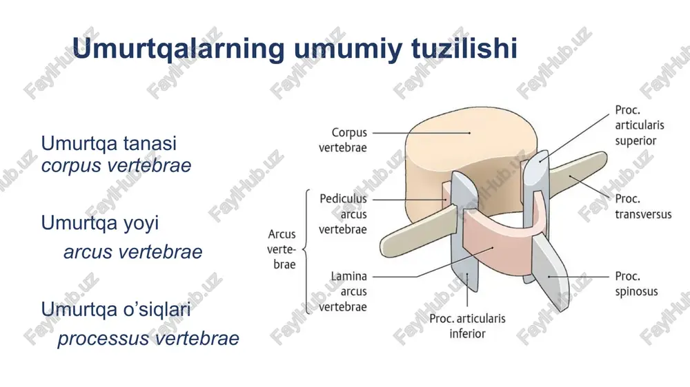 anatomiya umurtqapog’onasi suyaklari - Page 4