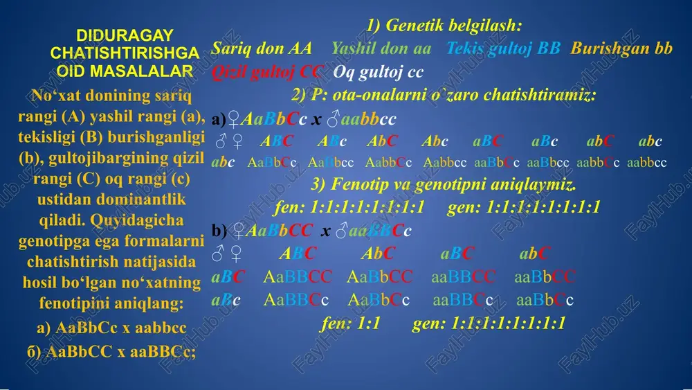 ro-zigota qo`yko`z, sepkilli, taram-taram sochli erkak va ayol oilasida tug`ilishi mumkin bo`lgan farzandlarning genotipik sinflari soni tog`ri berilgan javobni toping. a)27 b)12 c)8 d)18 4. →genotipik sinflar soni: n= =27 ta. 5. →fenotipik sinflar soni: n= =8 ta: triduragay chatishtirishga oid masala yechish 1. uzun poya – a; kalta poya – a; tuki – b; tuksiz – b; qizil – c; oq – c: pushti rang - cc 2. p: ♂aabbcc x ♀aabbcc 3. g: ==8 ta gameta: = 64 ta kombinatsiya qulupnay o`simligida poyasining uzunligi va tukli bo`lishi kalta va tuksiz poya ustidan to`liq dominantlik qiladi. mevaning qizilligi oqligi ustidan chala dominantlik qilgani uchun geterozigota holatda pushti rangda bo`ladi. trigeterozigota qulupnaylar chatishtirilgan-da avlodning necha foizini uzun poyali, tuksiz, qizil qulupnaylar tashkil etadi? a)14,06 b)4,68 c)9,37 d)25 4. topilishi kerak: a_bbcc 5. uzun poyali, tuksiz, qizil qulupnaylar jami soni = 3ta 6. 64__________100% 3__________x x = = 4,68 %. poliduragay …