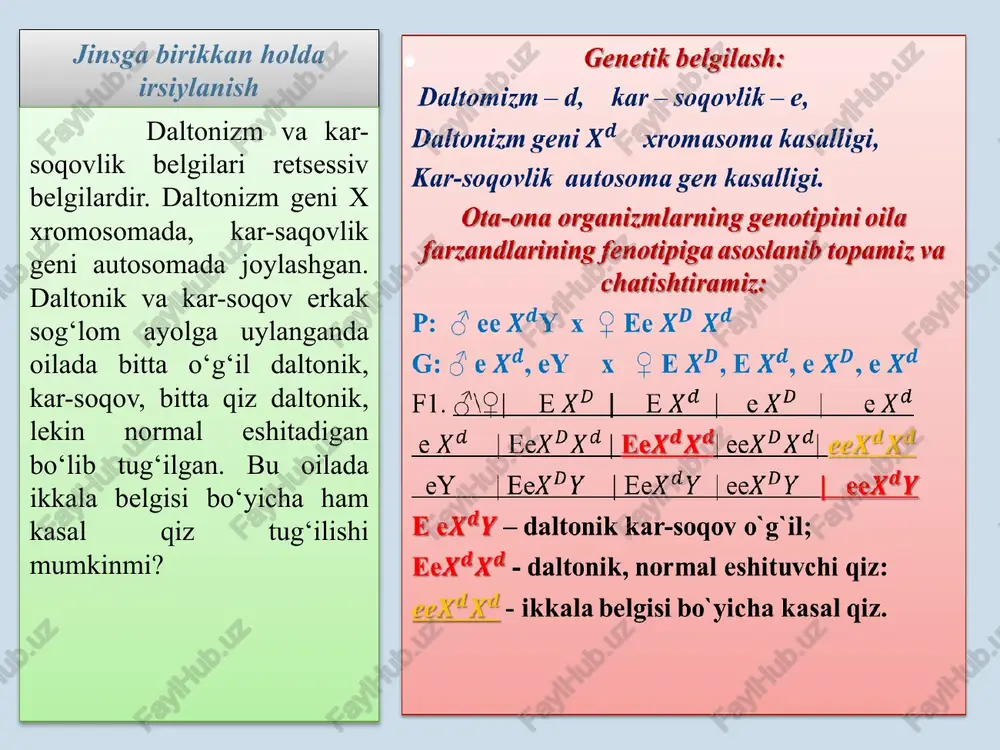 1. odamda daltonizm va gemofiliya kasalliklari x xromasomaga birikkan, retsessiv holda irsiylanadi. daltonik, ikkinchi belgi bo`yicha sog`lom yigit, gemofiliya bilan hastalangan, ajdodida daltonizm kuzatilmagan qizga uylandi. ushbu oilada tug`lishi mumkin bo`lgan farzandlarning fenotipik nisbatini aniqlang.(j: 1:1) 2. ranglarni normal ajrata oladigan qiz, daltonik yigitga turmushga chiqqan. oilada daltonik qiz bo`la tug‘ilgan. kasal farzandning tug`ilishida kimning genotipi rol o`ynaydi? (j: ota va onaning har ikkalasini) 3. odamlarda ter bezining yo‘qligi retsessiv belgi sifatida nasldan-naslga o‘tadi. uni ta’min etuvchi gen x xromosomada joylashgan. bu belgi bo‘yicha sog‘lom yigit, otasi kasal, onasi esa sog‘lom qizga uylandi. bu yangi oilada tug‘iladigan o‘g‘il va qiz bolalarning ter beziga ega bo‘lish ehtimoli? (j: 75%) 4. otasi gemofiliya bilan kasal, onasining avlodlarida esa gemofiliya uchramagan erkak somatik hujayrasining mitoz sikli anafaza bosqichida h (i), h (ii) allellari sonini aniqlang. a) i - 1; ii – 2 v) i - 2; ii – 0 s) i - 0; …
